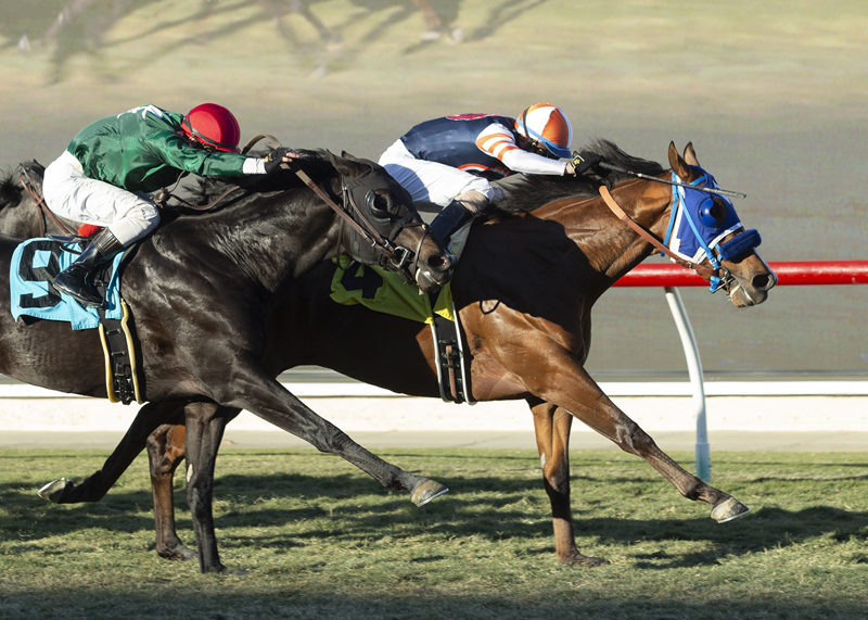 Beer Can Man wins CB DeMille 11-29-2020