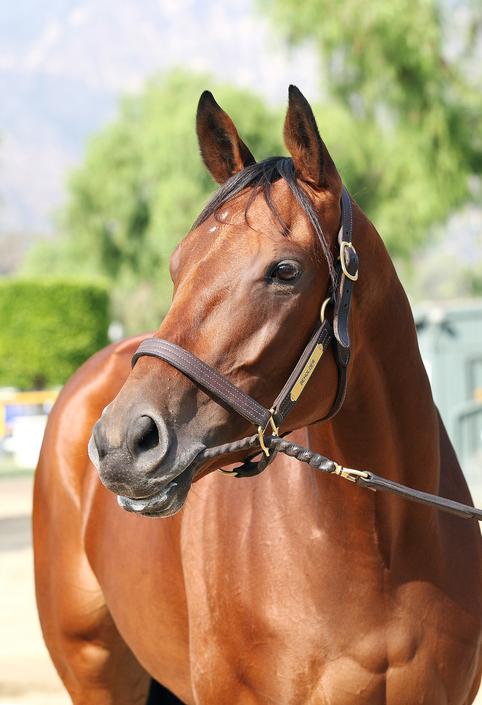 Beholder