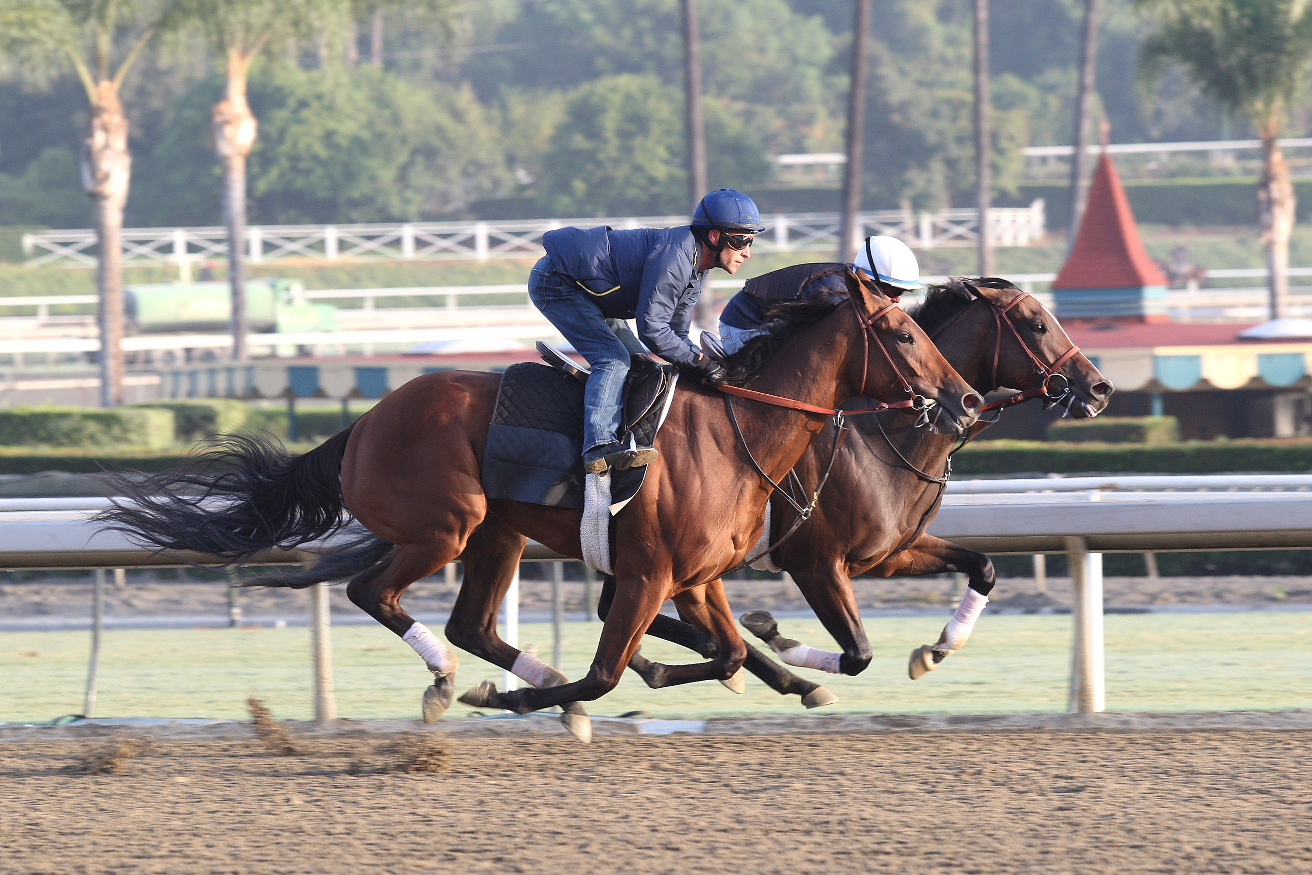 Beholder trains at Santa Anita Park
