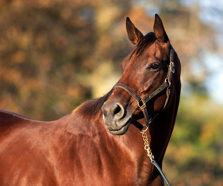 Beholder at Spendthrift Farm in October 2019