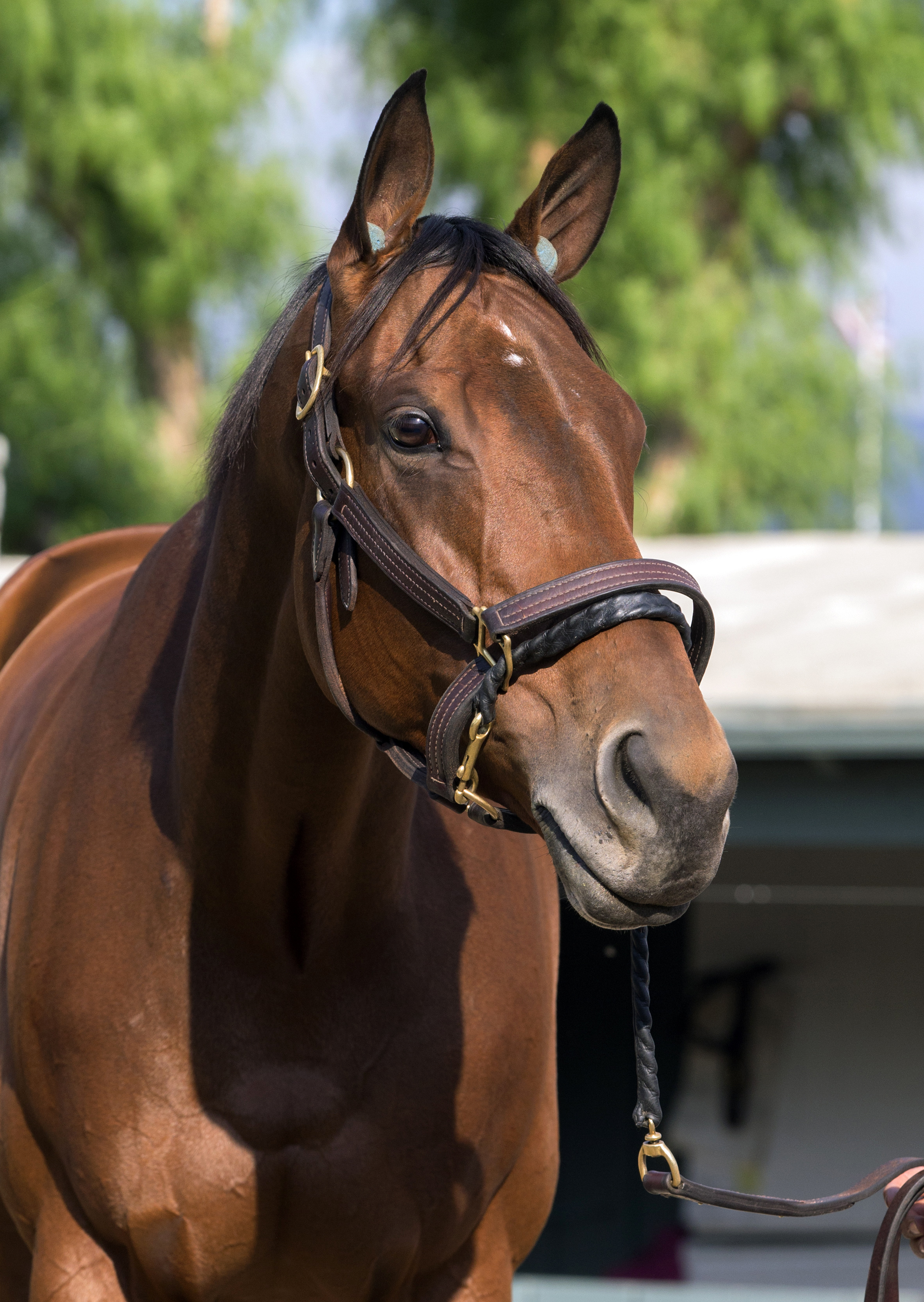 Beholder