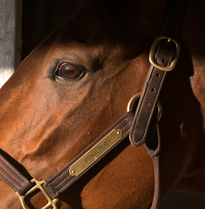 Beholder in 2016