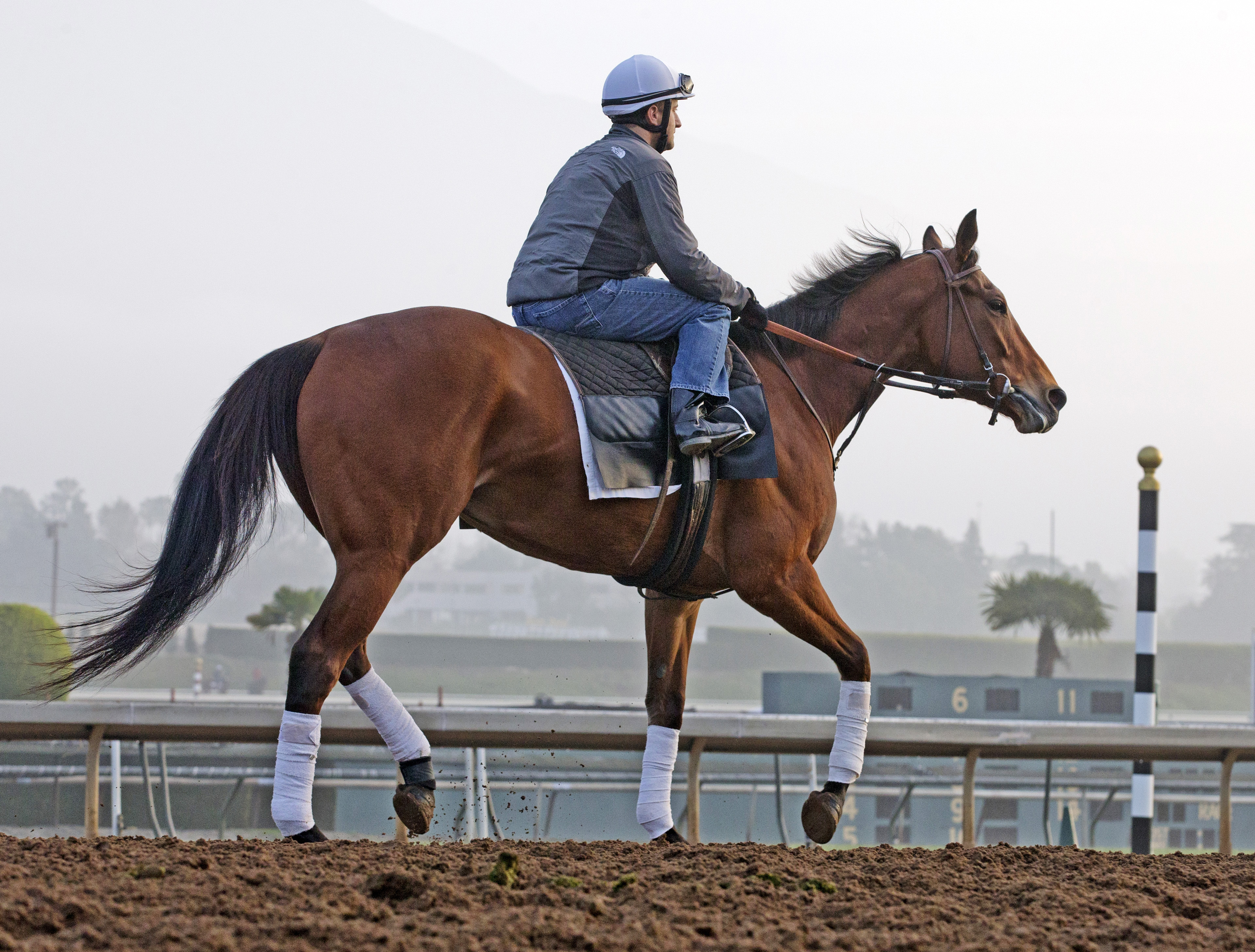 Beholder at Santa Anita on Feb. 19