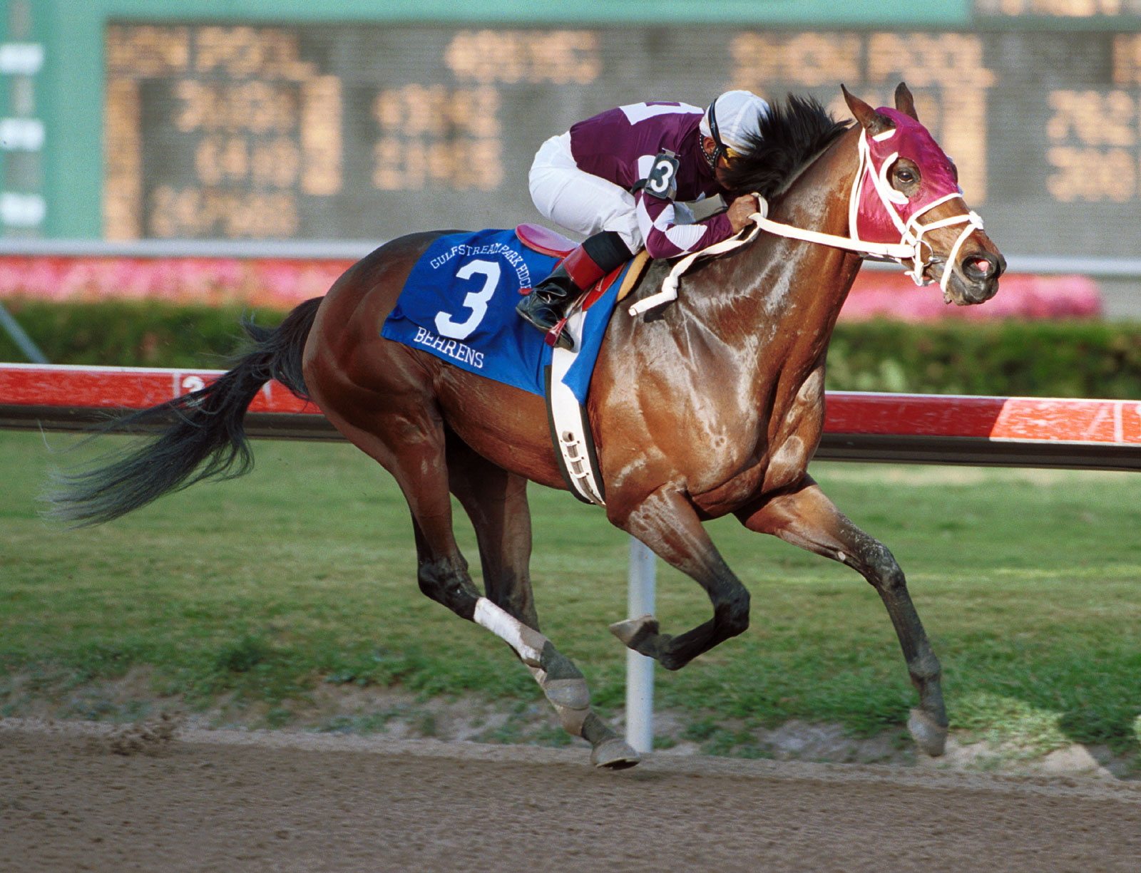 Behrens, Grade 1 winner and sire, pensioned to Old Friends
