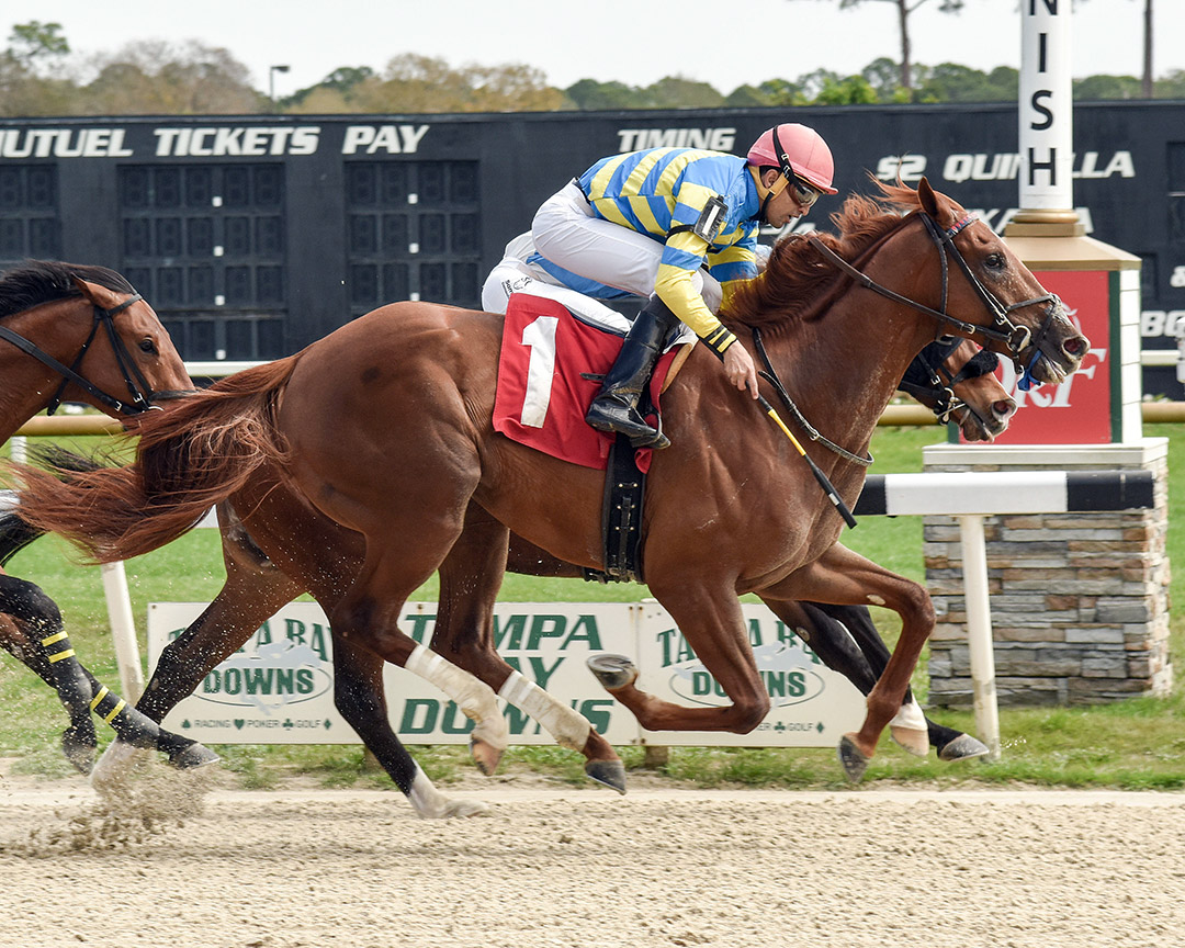 Belgrade (1) wins a Feb. 19 allowance at Tampa Bay Downs