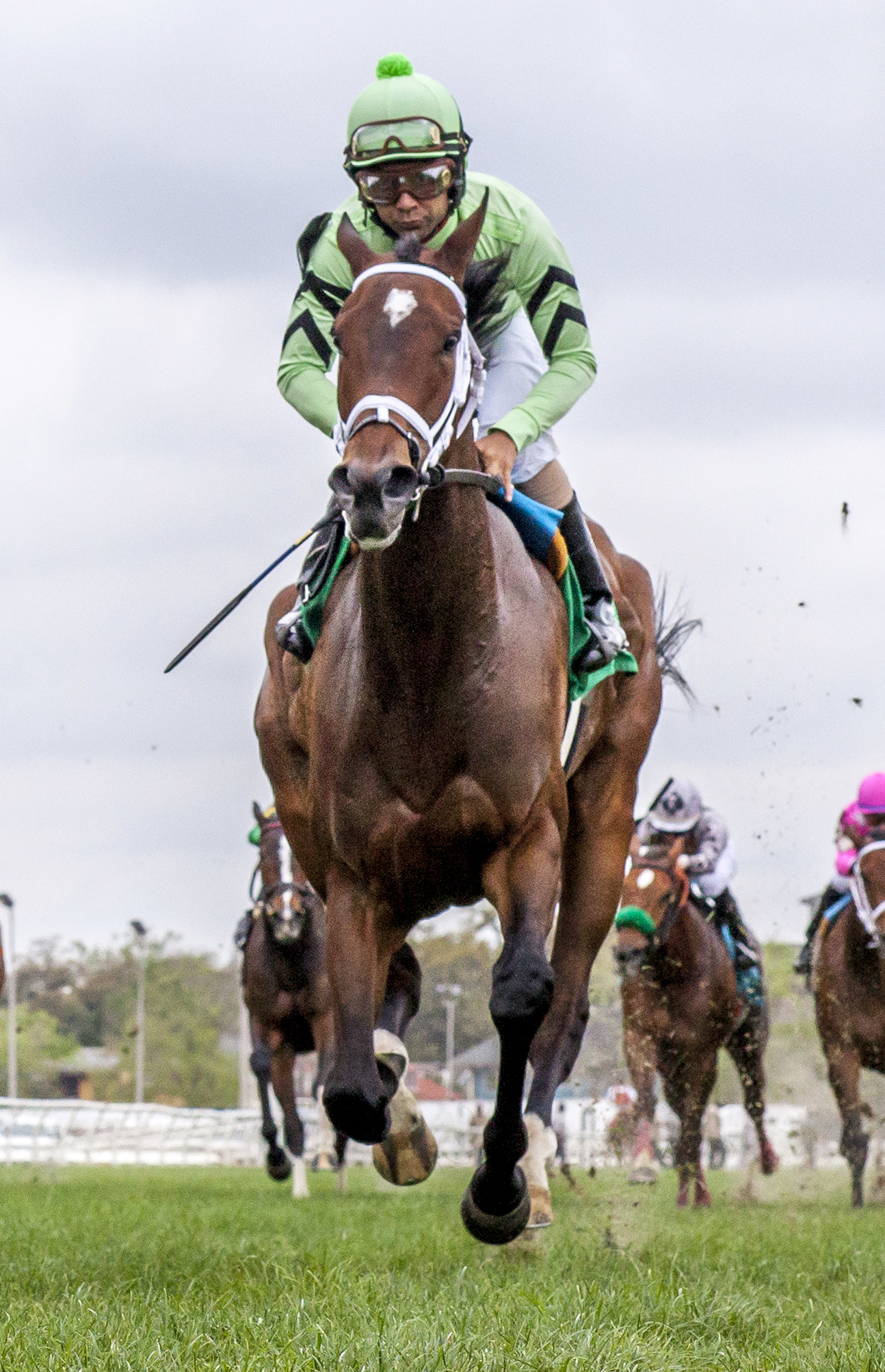 Believe in Bertie wins the Red Camilia Stakes