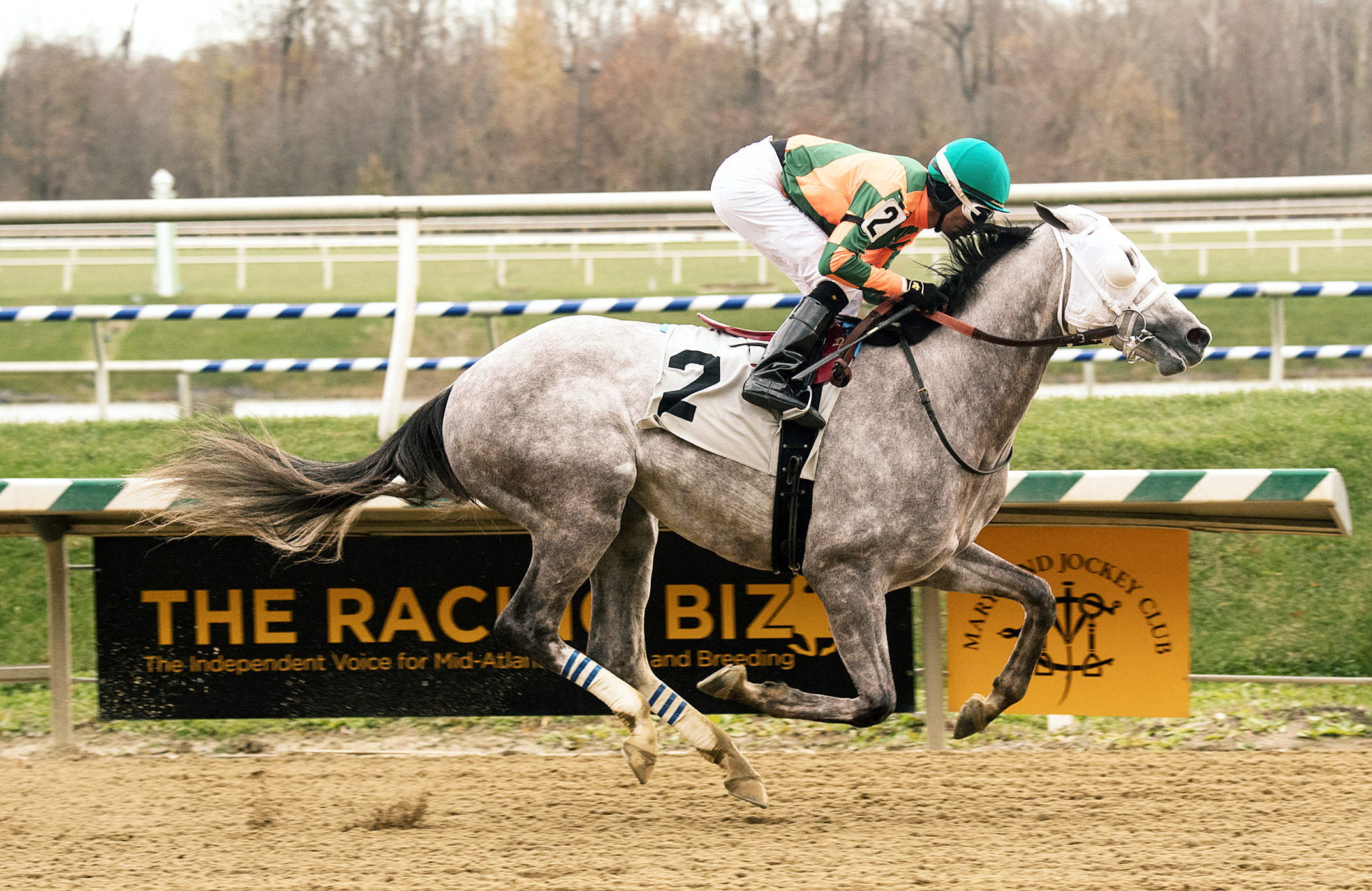 Believe in Royalty wins a Nov. 19 allowance race