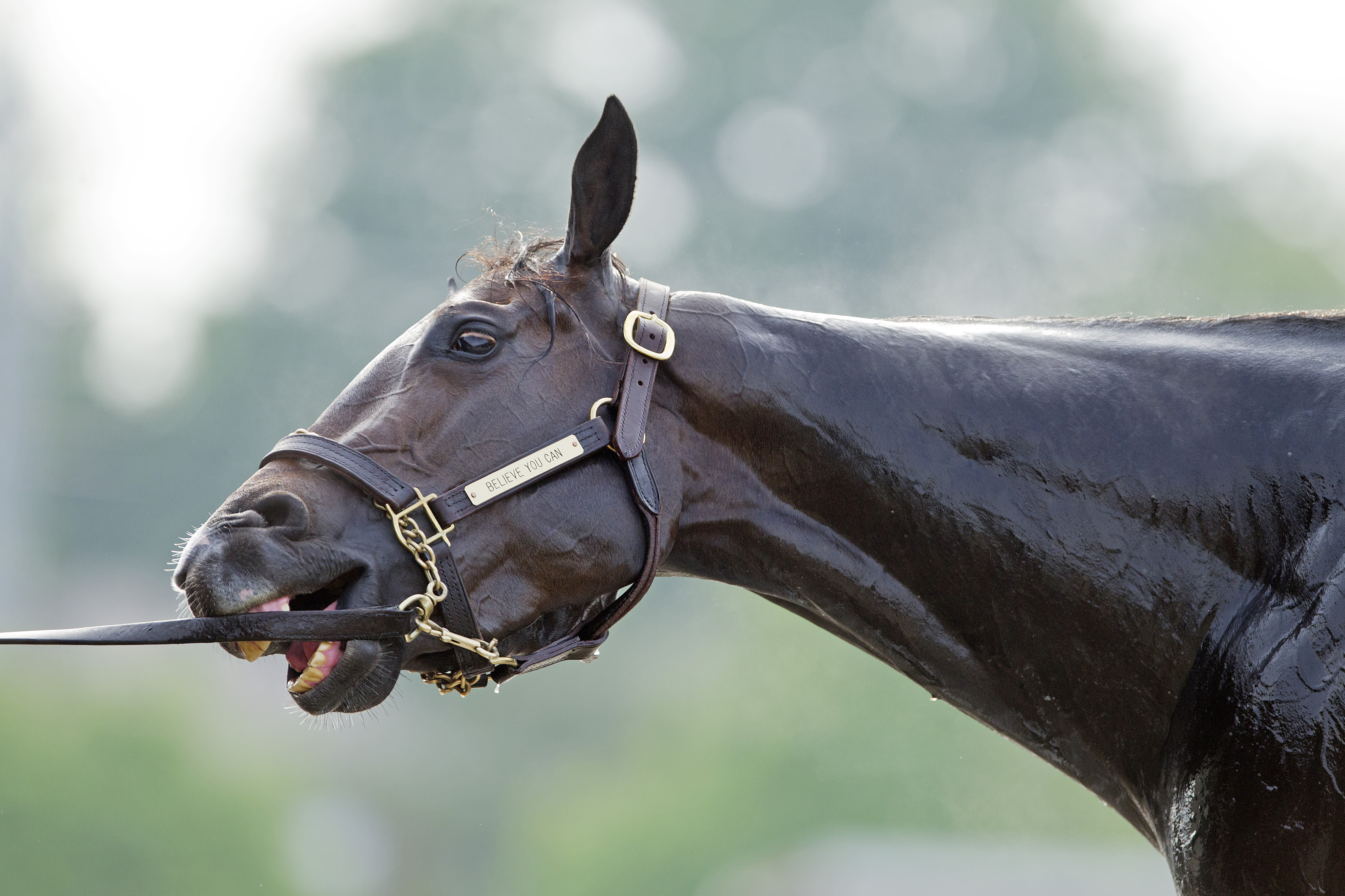 Churchill Downs: Larry Jones sees similarities between Proud Spell, Believe You Can