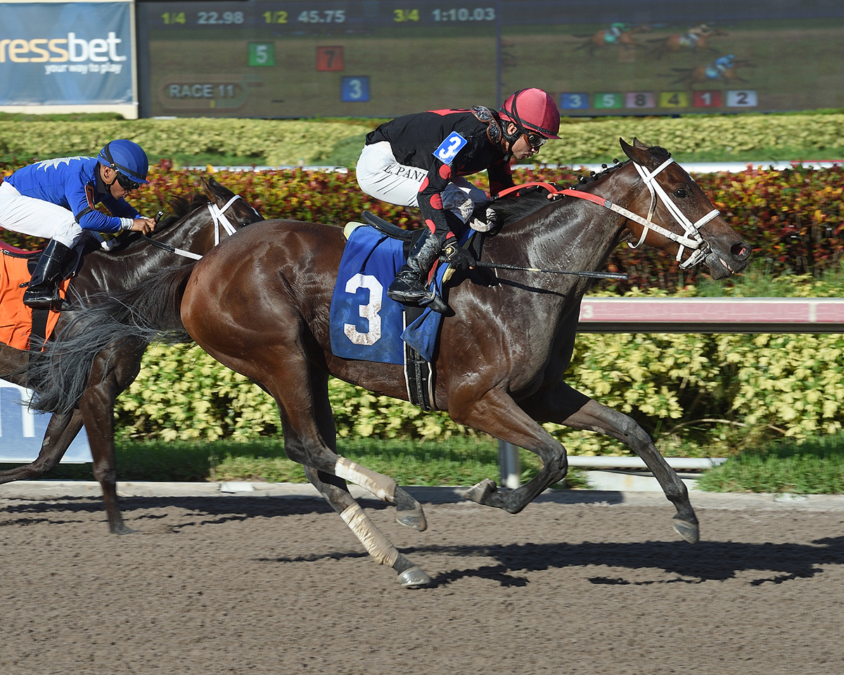 Bella Vincenza wins a June 24 allowance at Gulfstream