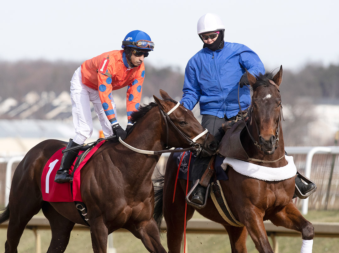 Bella Aurora at the Wide Country Stakes in February 2020