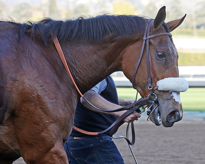 Bellafina at Santa Anita Park on Dec. 28