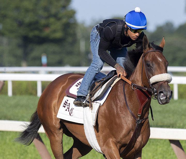 Bellafina trains at Saratoga Race Course on Aug. 1