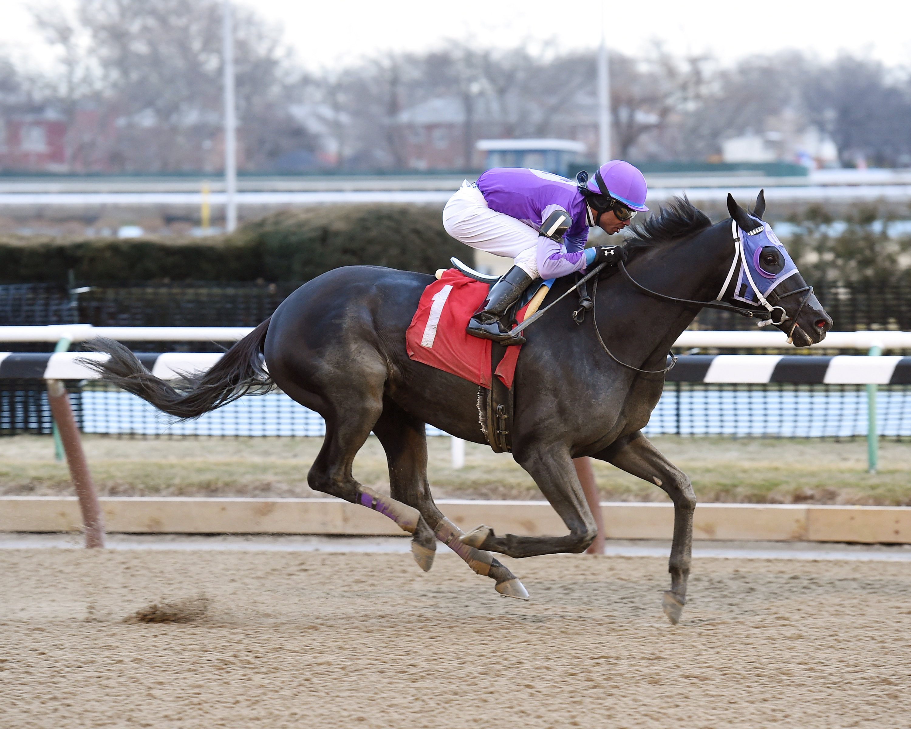 Bellamy Way wins a February 2016 allowance race