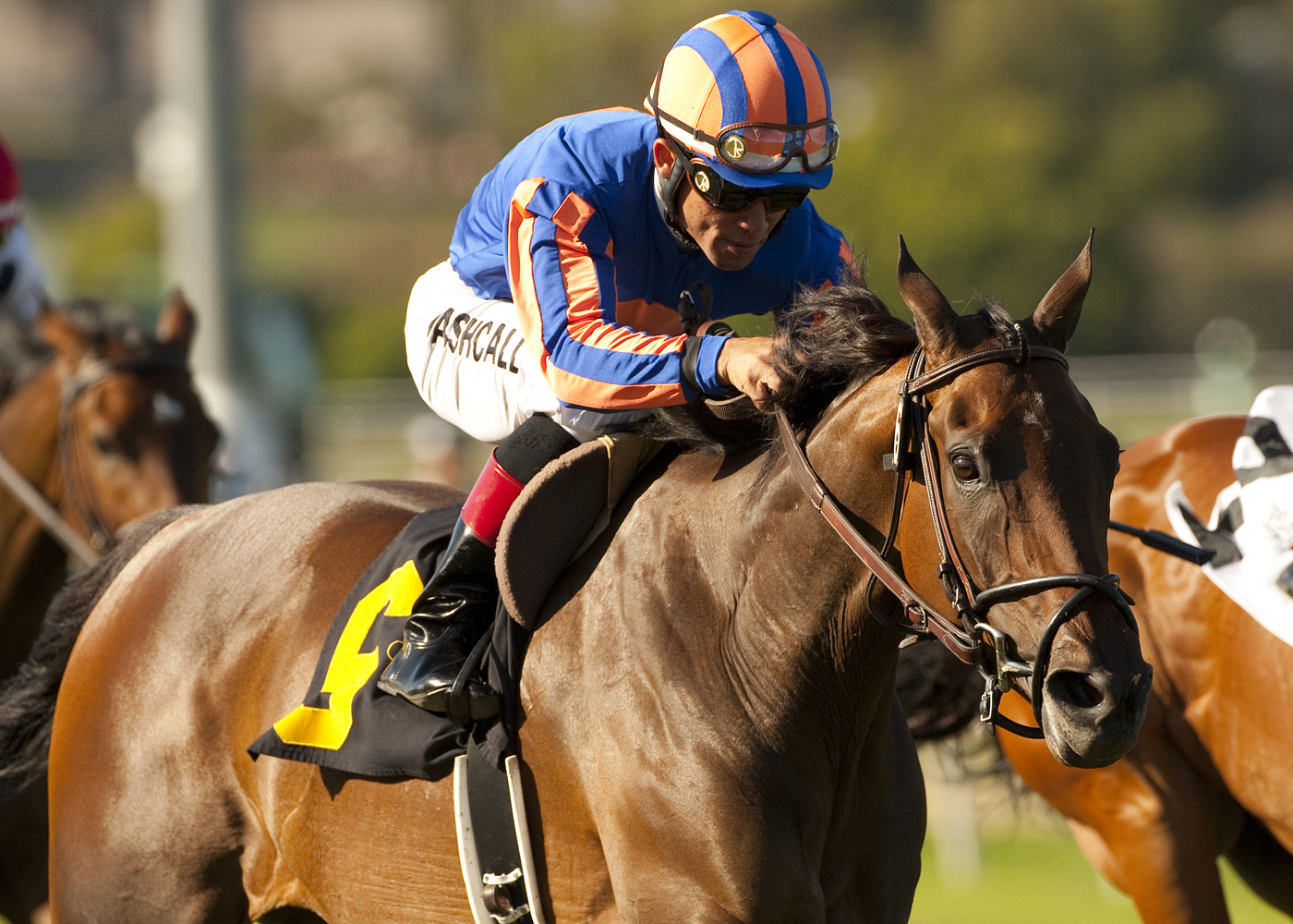 Belle Royale/Gamely