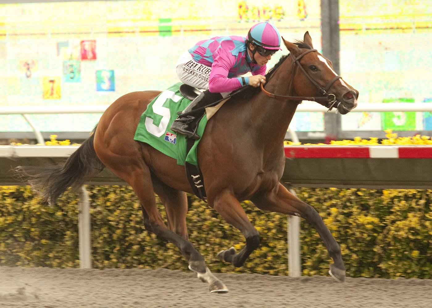 Belle of the Fleet wins a maiden
