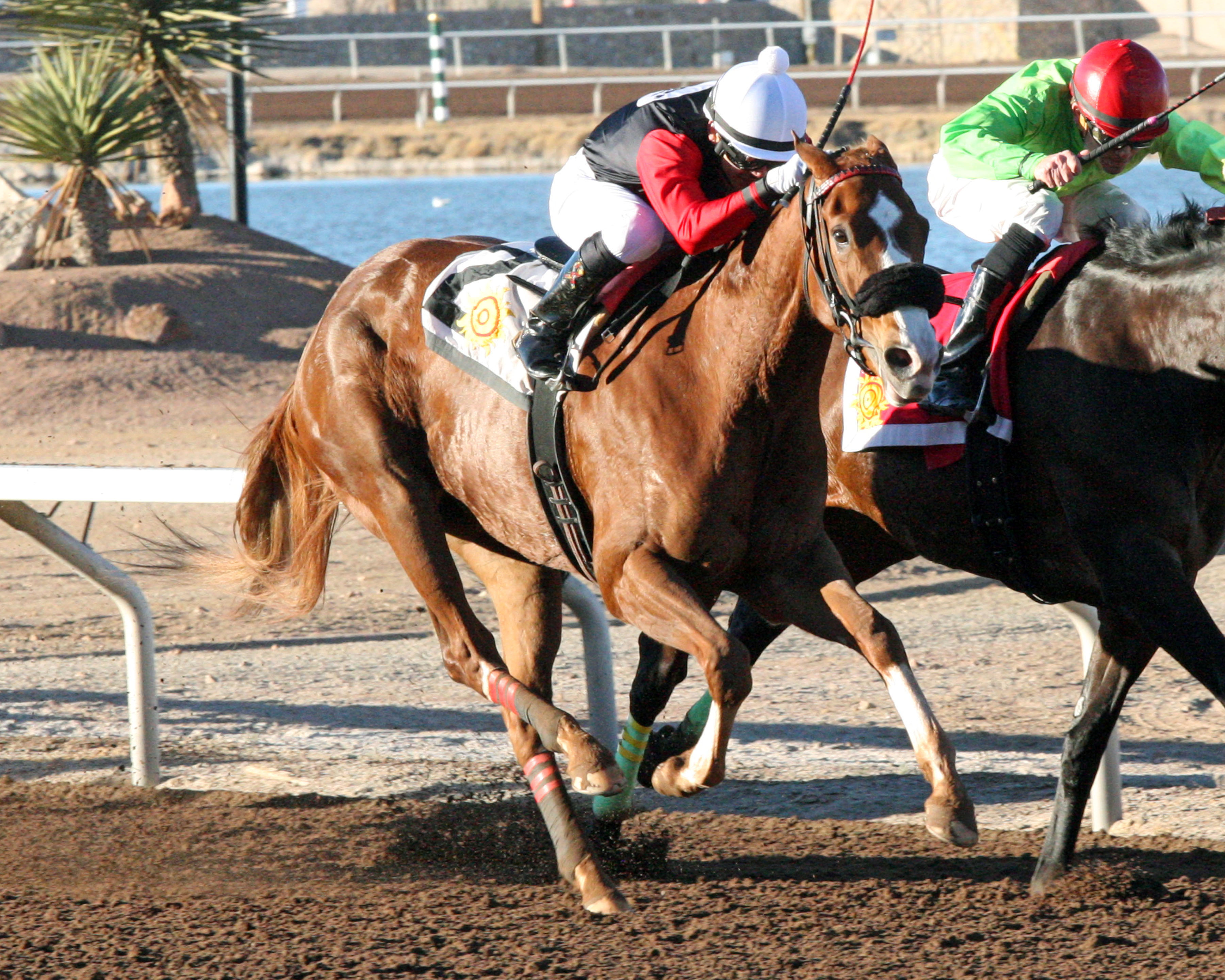 Belleofthebeach wins the Bold Ego