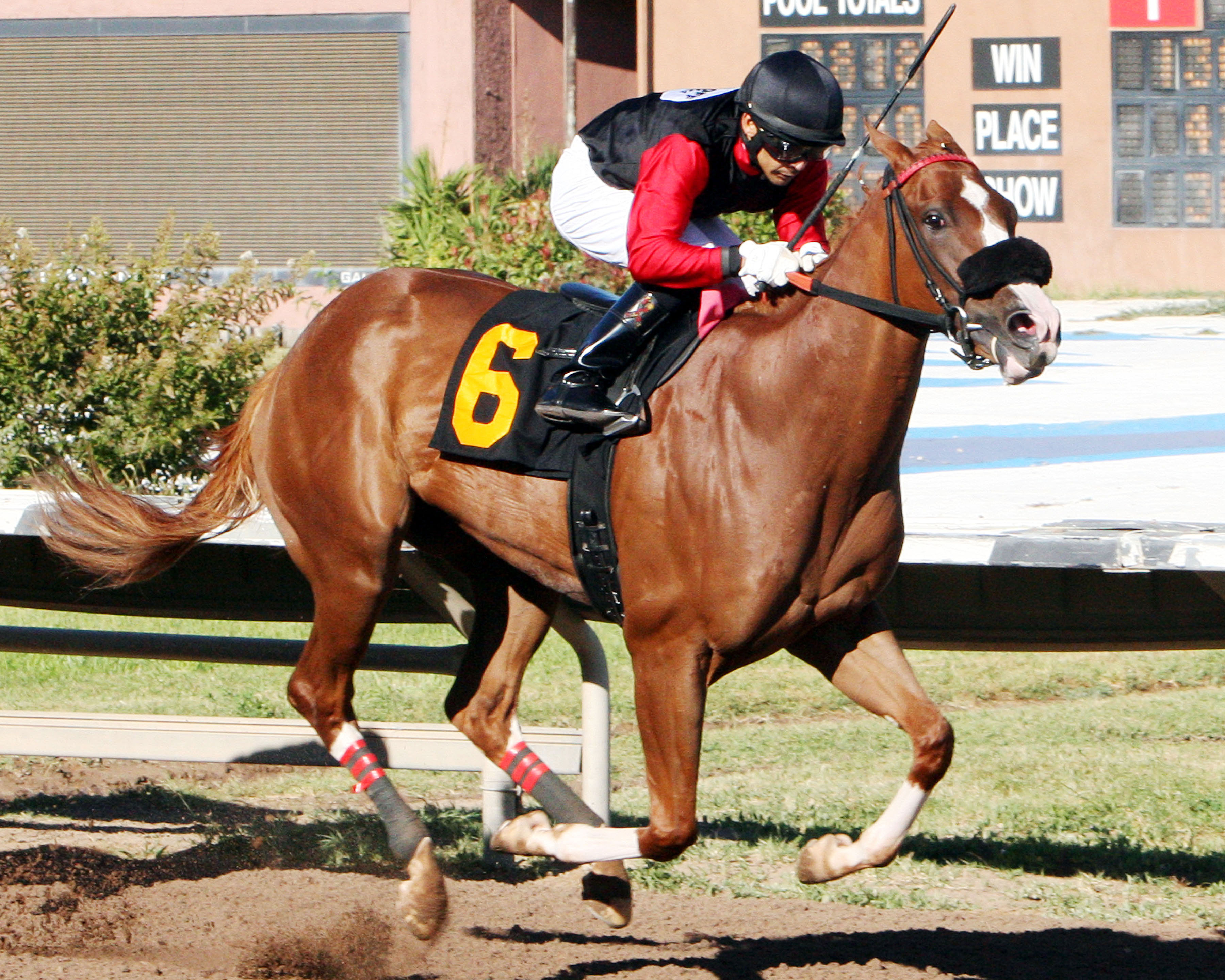Belleofthebeach wins the Casino Downs Handicap