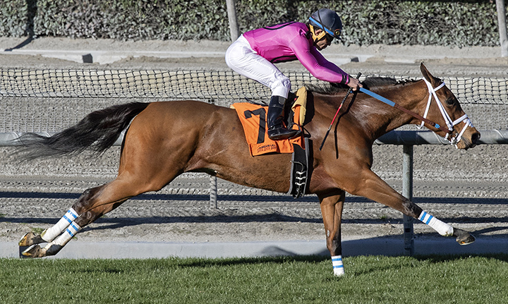 Belvoir Bay wins the 2019 Wishing Well Stakes