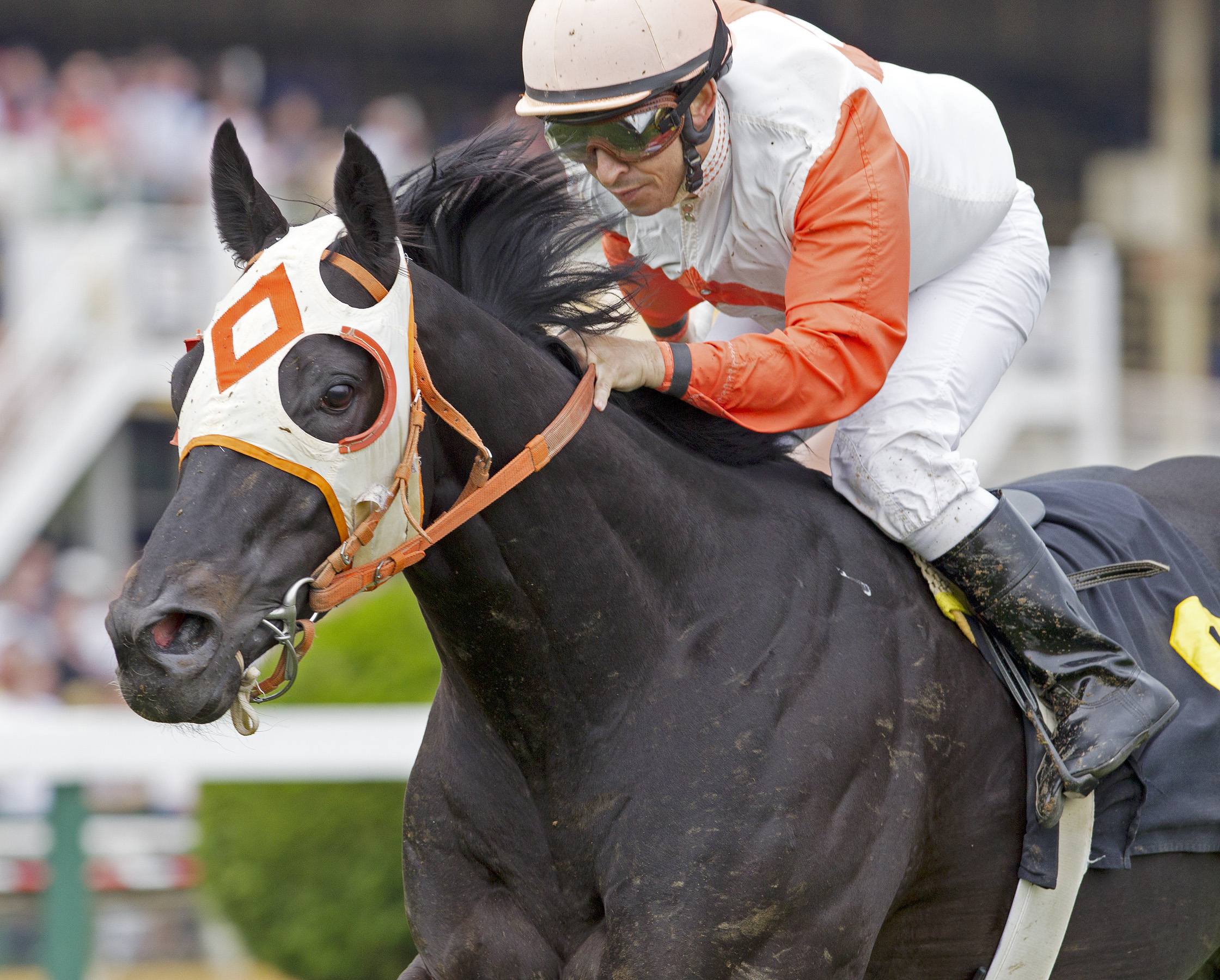 Ben's Cat, McKay Turf Sprint