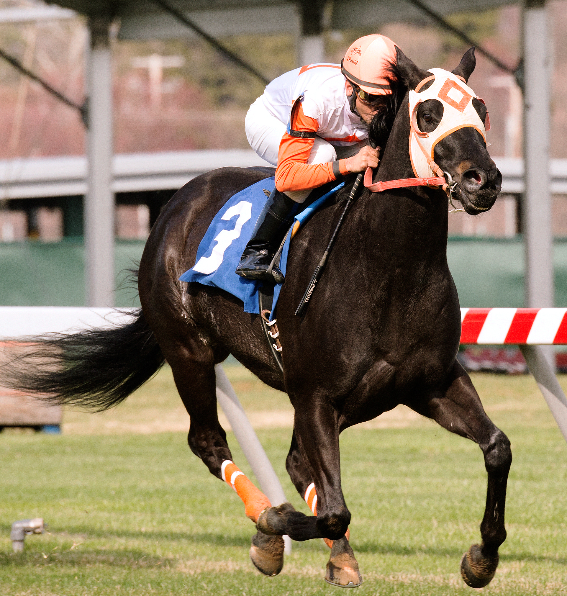 Ben's Cat wins the 2014 Mister Diz