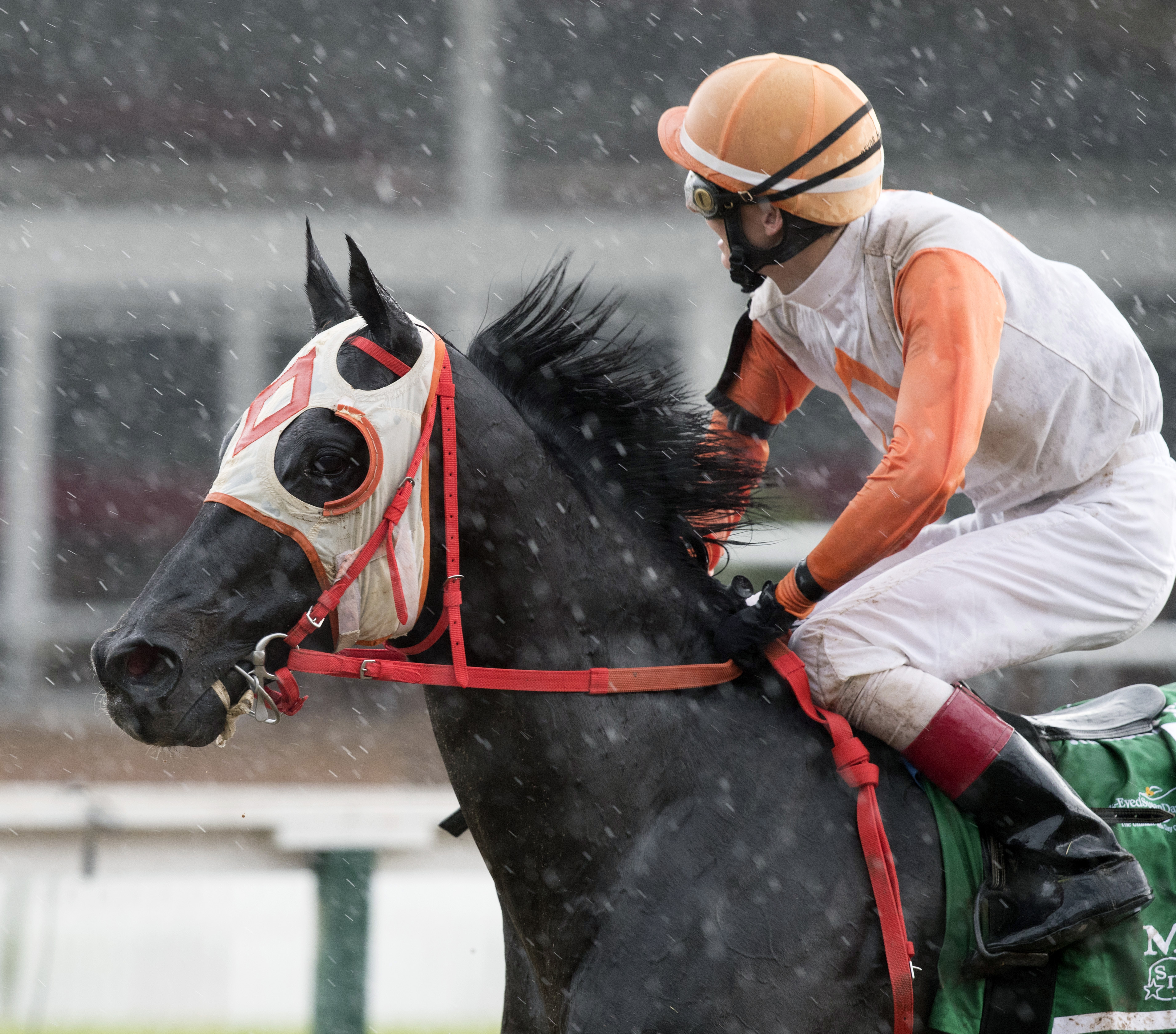 Ben's Cat at the 2017 Jim McKay Turf Sprint