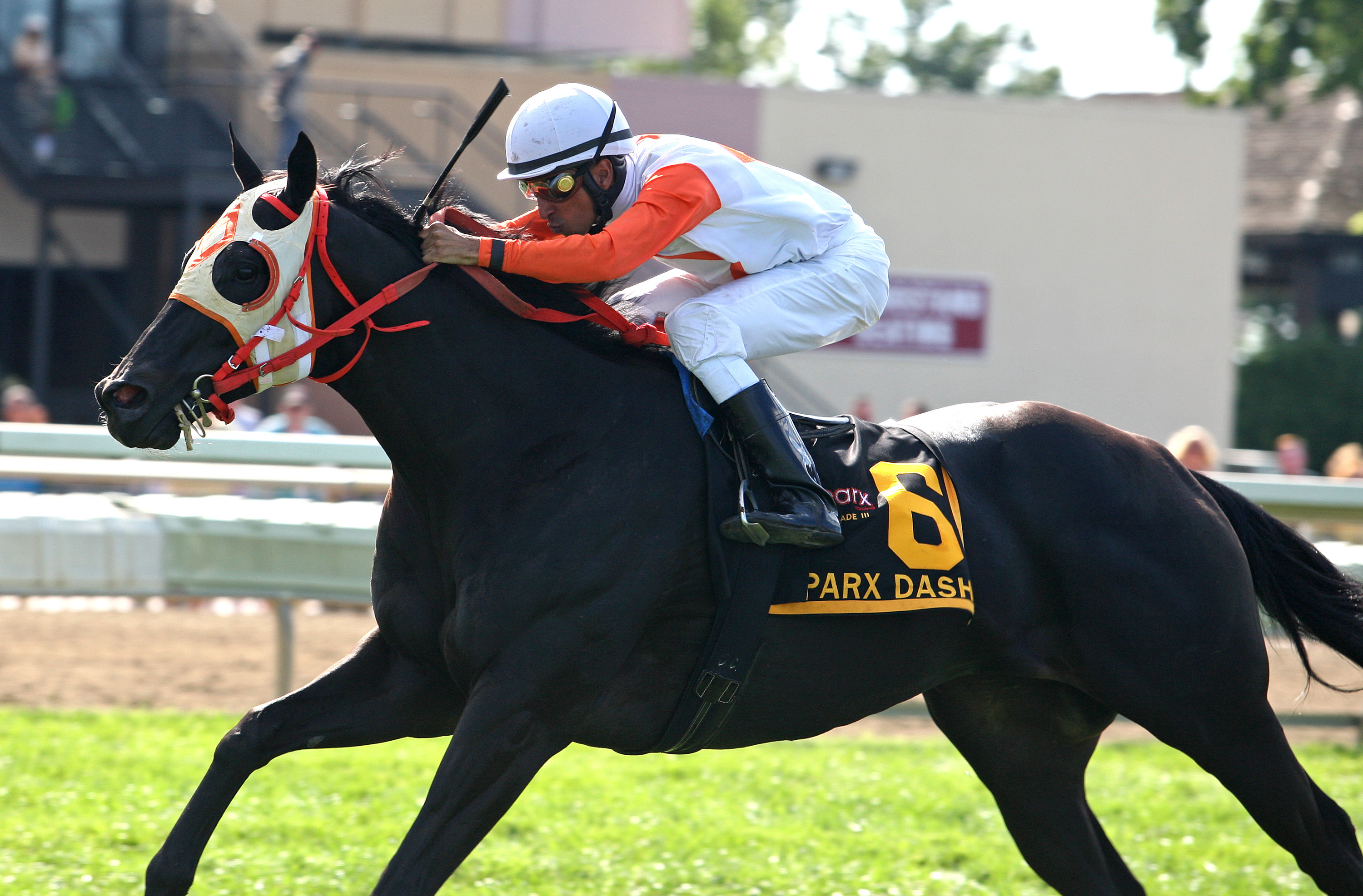 Ben's Cat, Parx Dash
