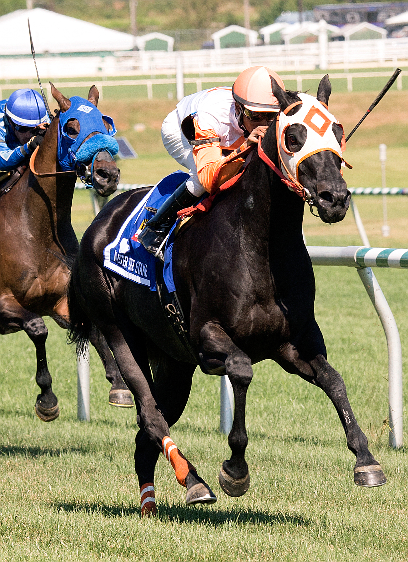 Ben's Cat wins the 2015 Mister Diz
