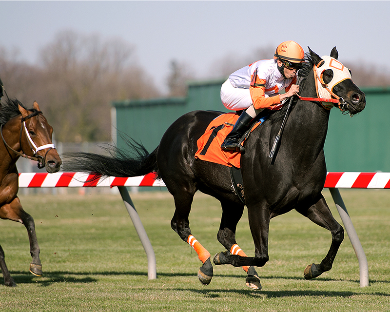 Ben's Cat wins the Mister Diz