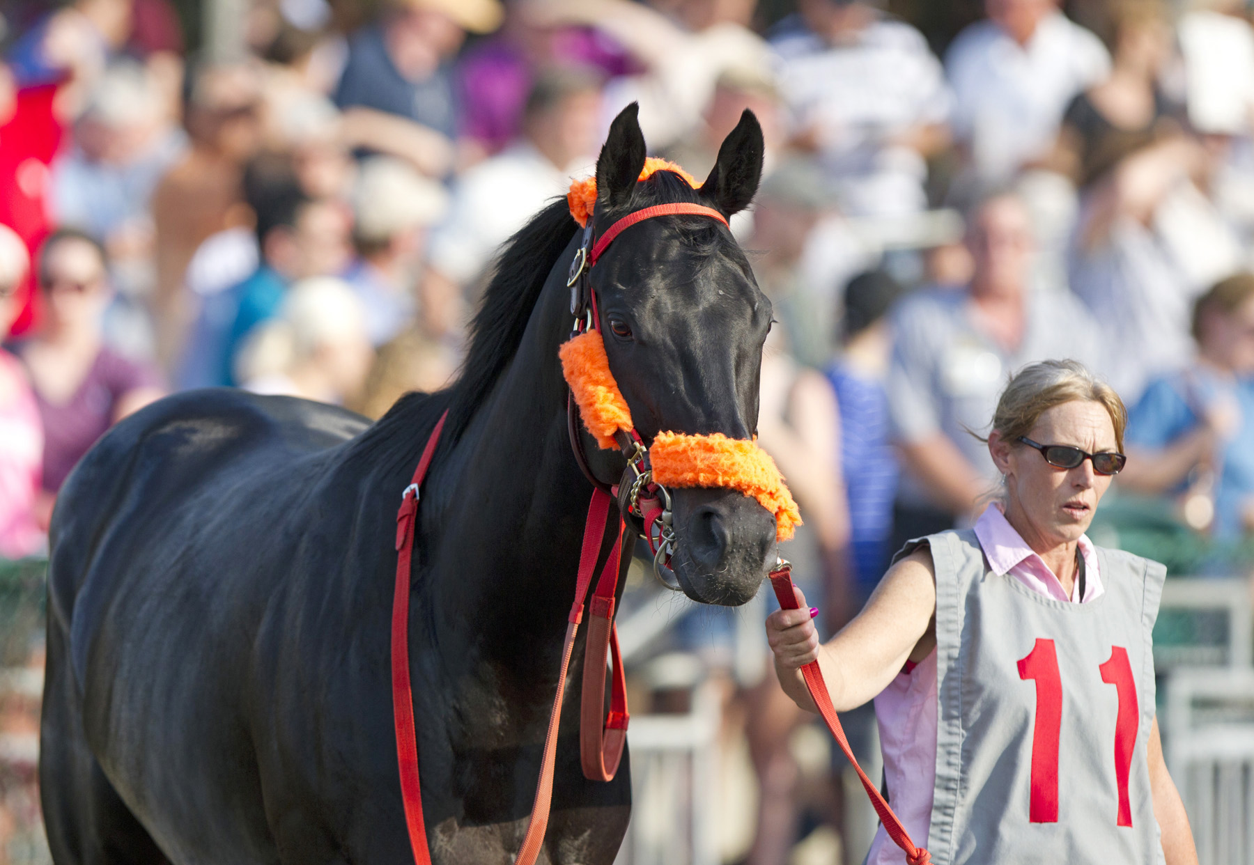 Ben's Cat at the Pennsylvania Governor's Cup Handicap