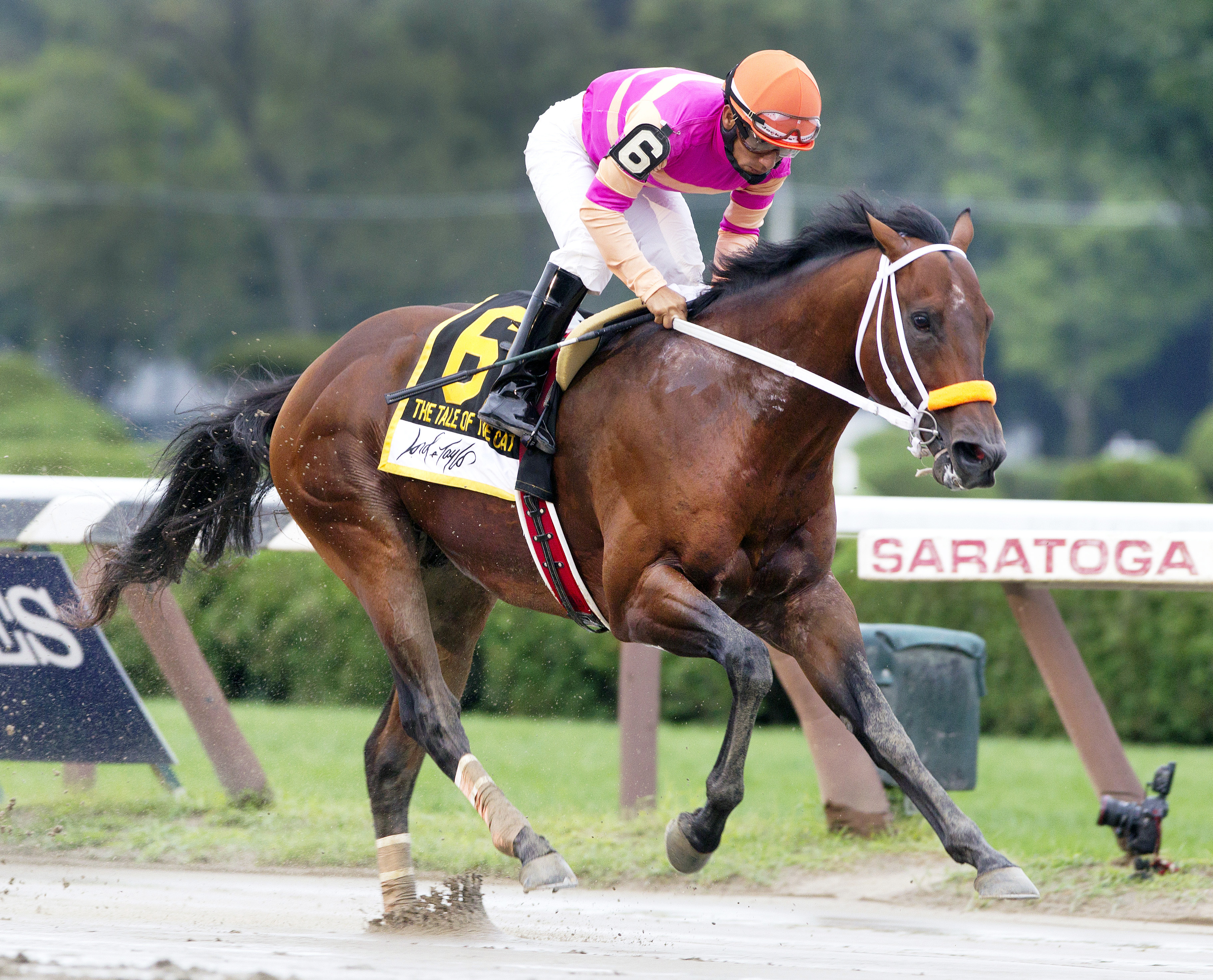Bern Identity wins the Tale of the Cat