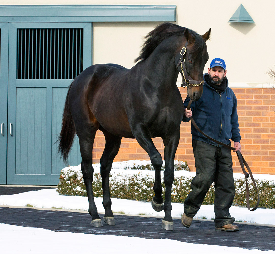 Bernardini at Darley at Jonabell in 2016