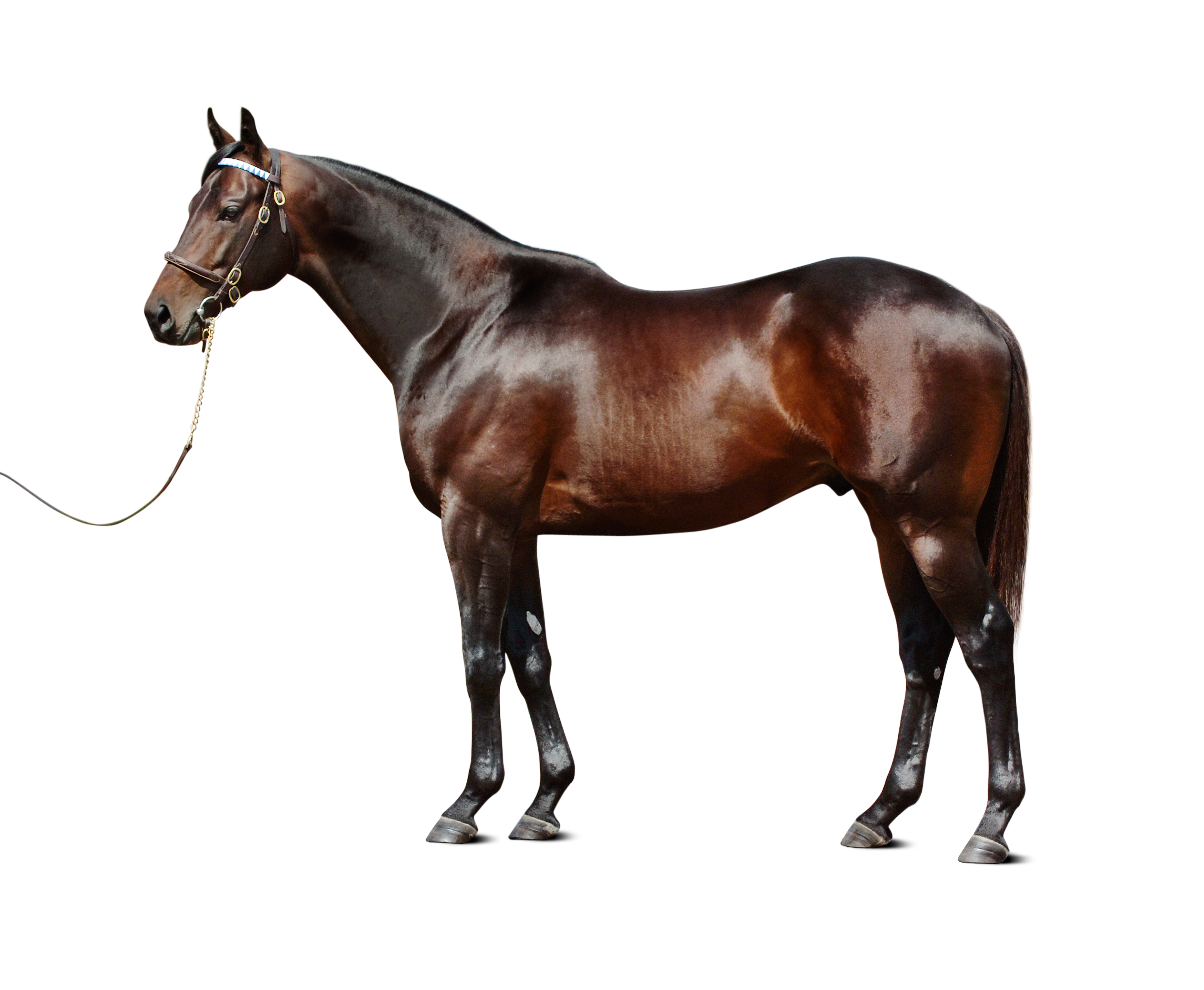 Bernardini conformation