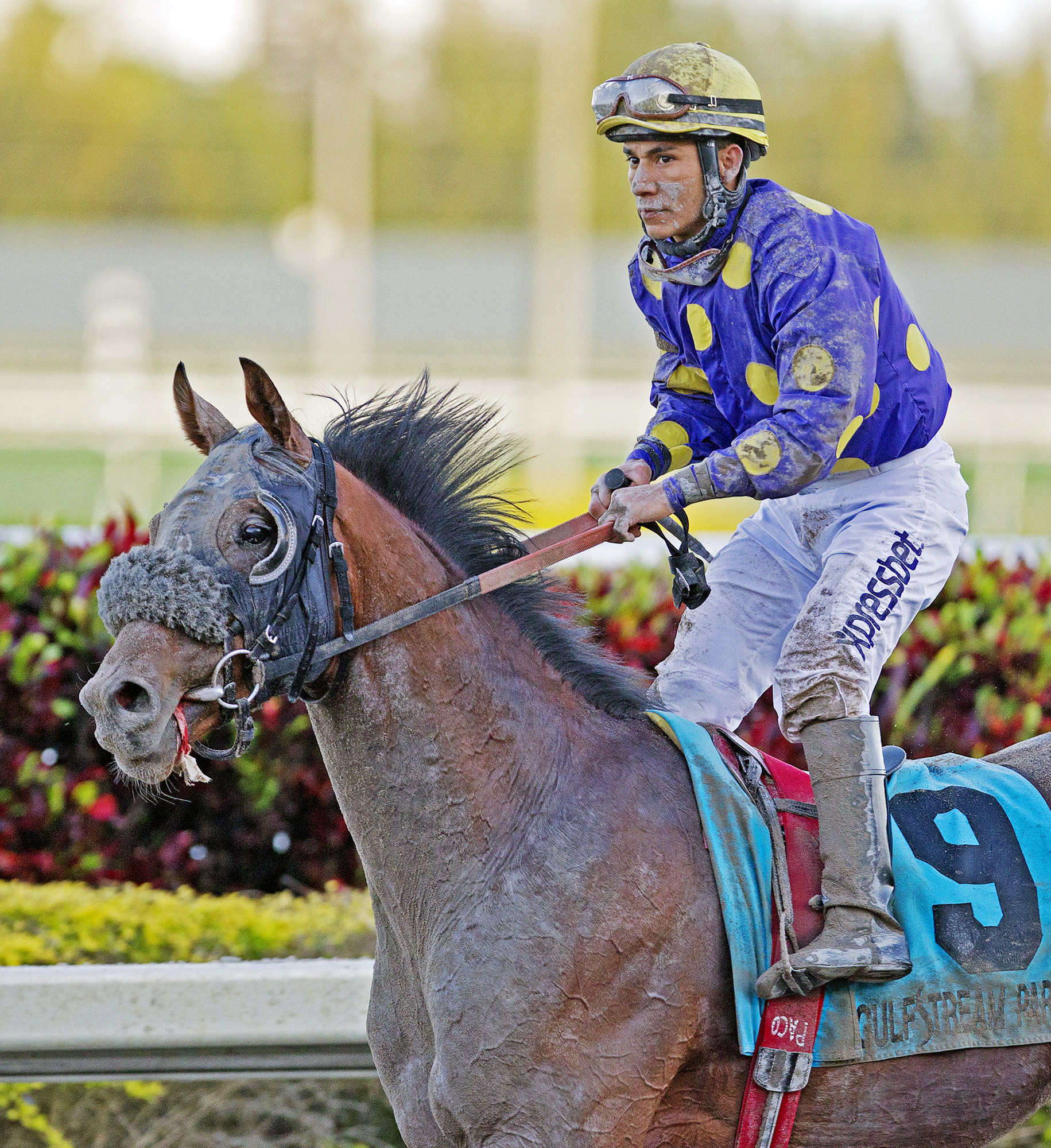 Best Plan Yet finishes ninth in the Fountain of Youth