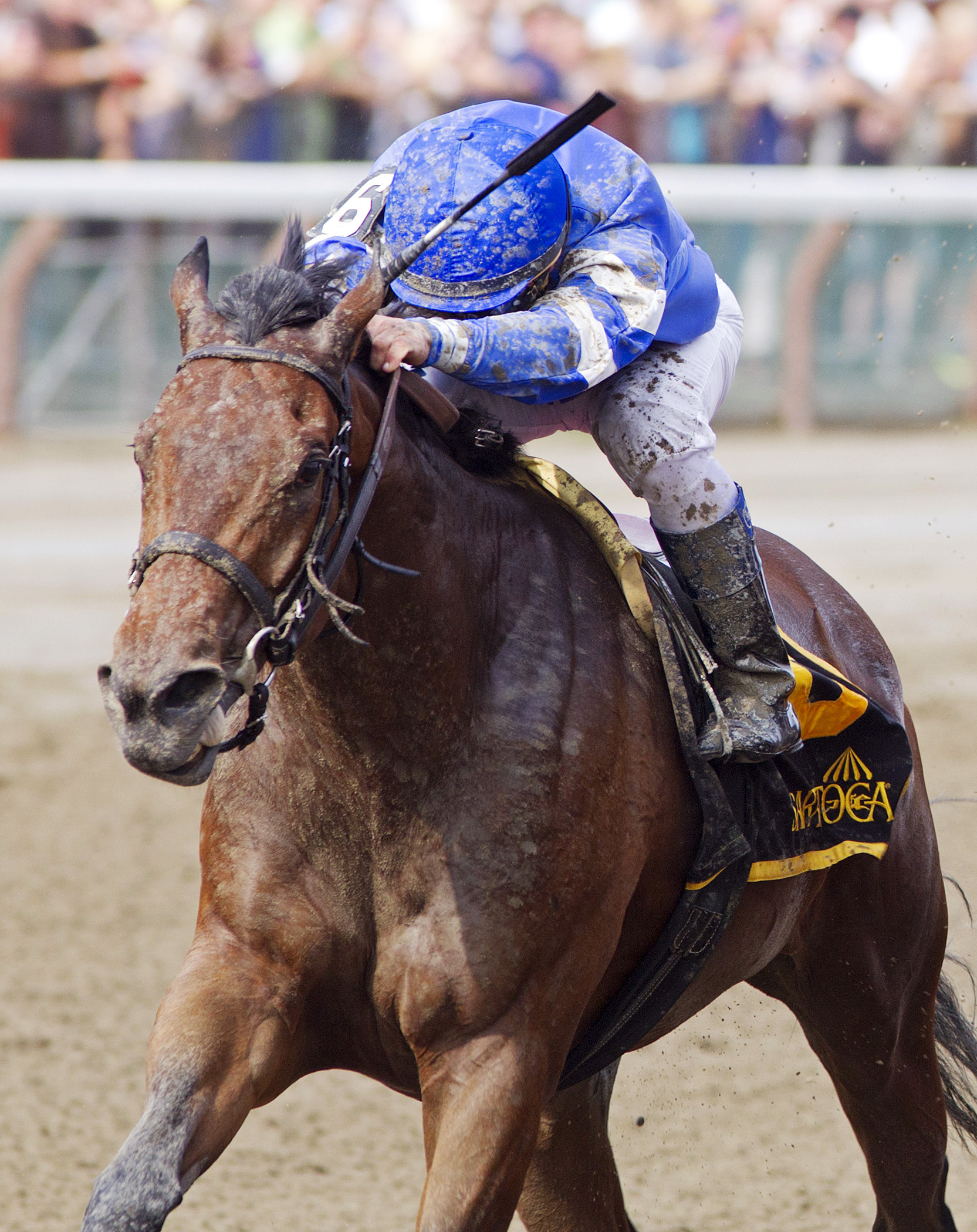 Better Lucky wins the Shine Again
