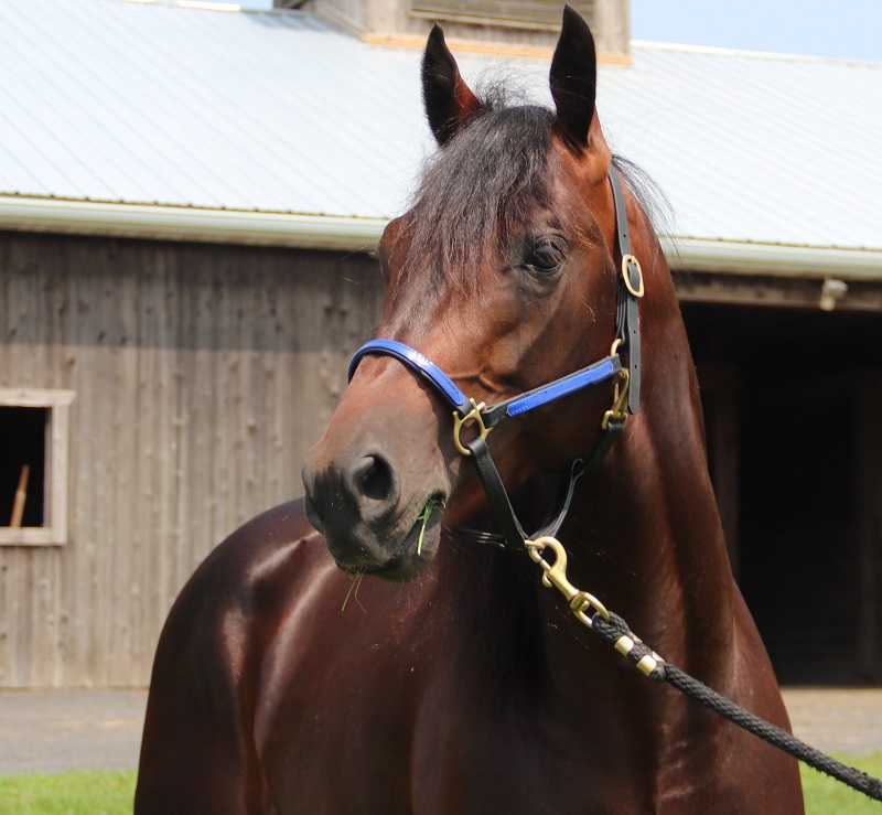 Bettor's Wish