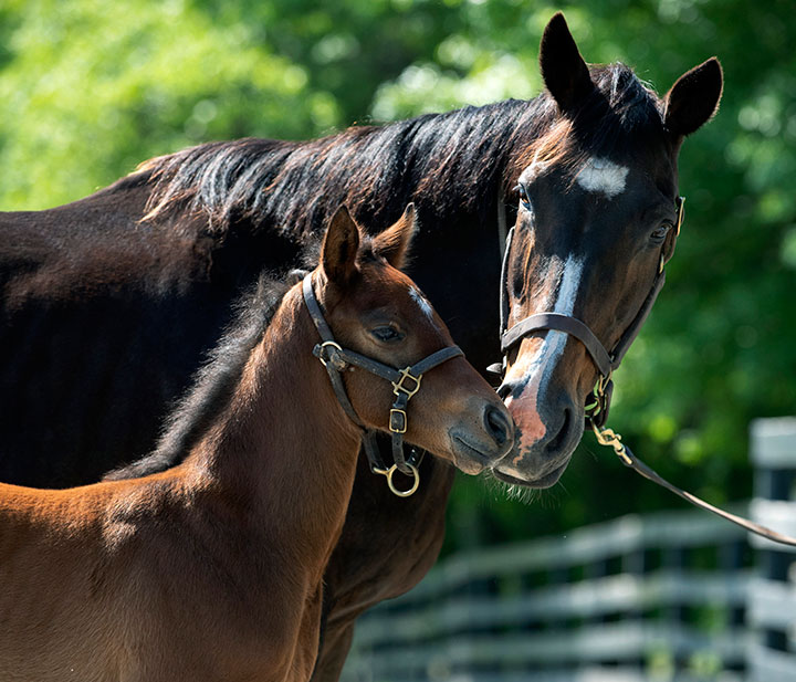 Beyond the Waves with her Runhappy colt at Stone Farm in May 2019
