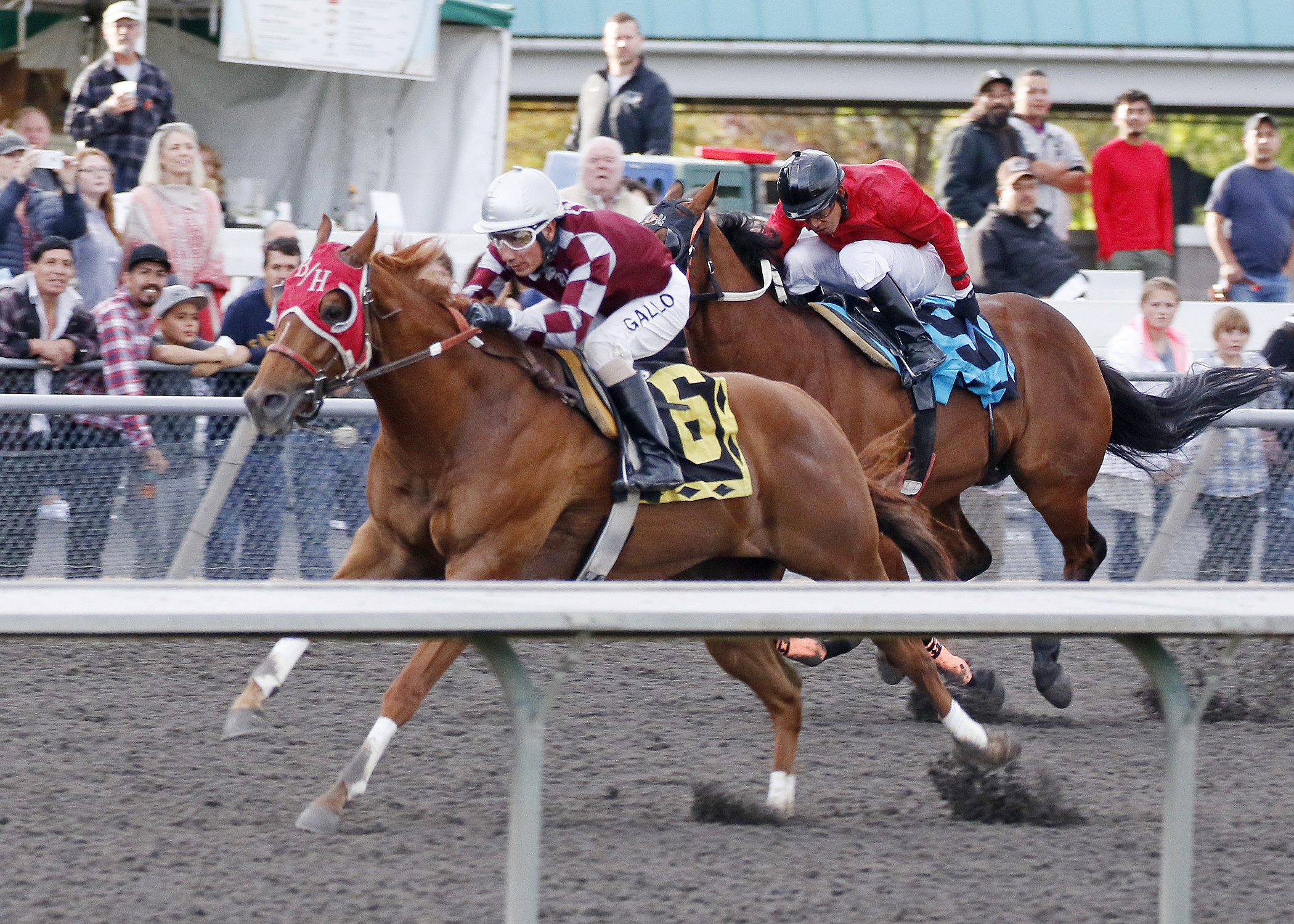 Bh Lisas Boy wins the 2015 Bank of America Emerald Downs Championship Challenge