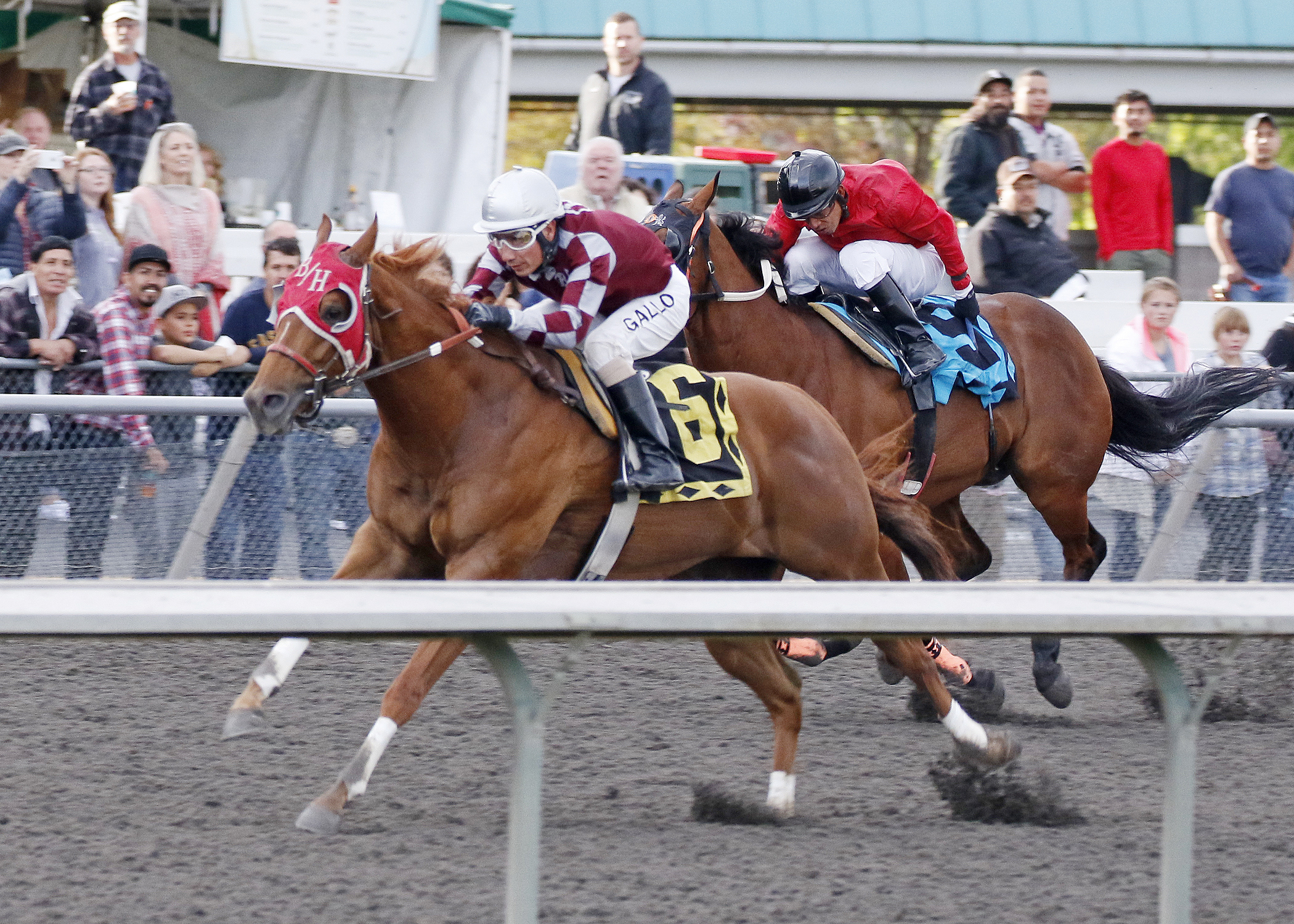 Bh Lisas Boy wins the 2015 Emerald Downs Championship Challenge