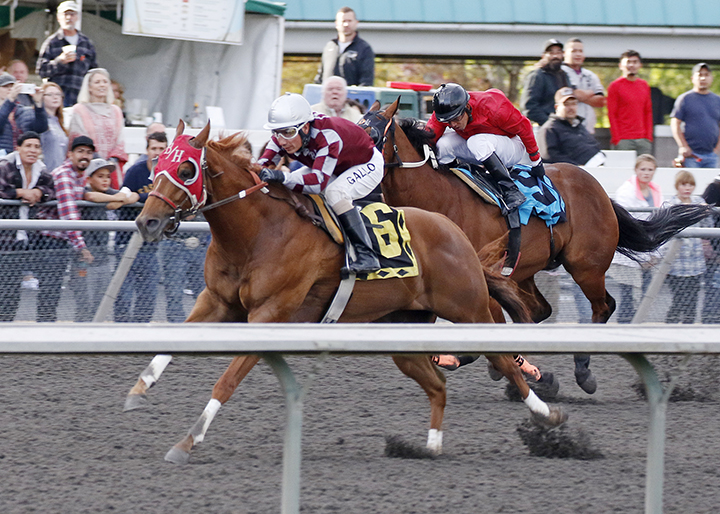 Bh Lisas Boy wins the 2015 Bank of America Emerald Downs Championship Challenge