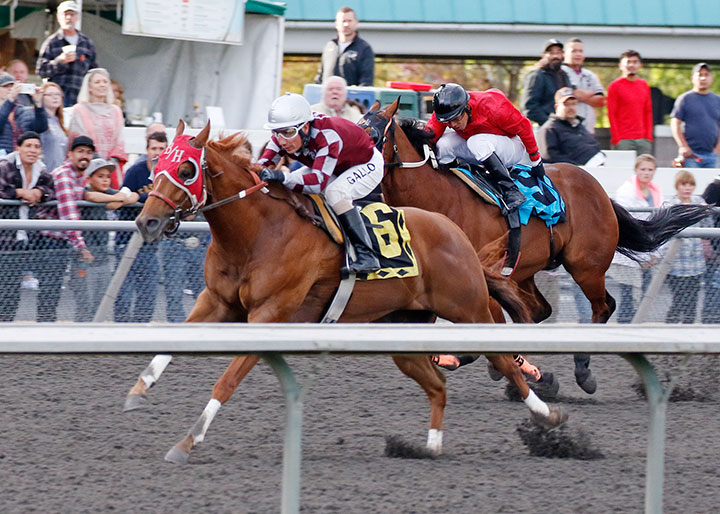 Bh Lisas Boy wins the 2015 Emerald Downs Championship Challenge at Emerald Downs.