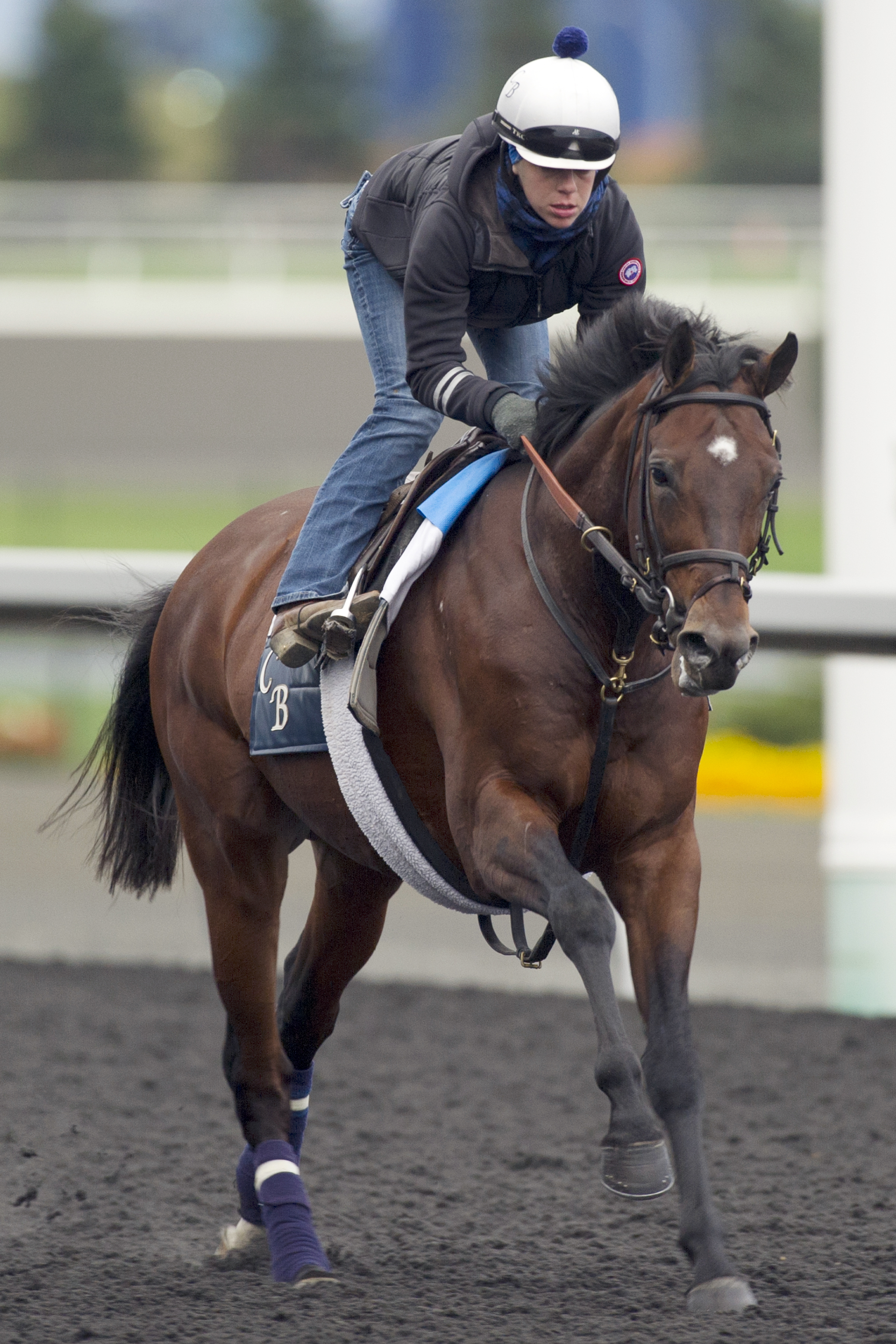 Big Blue Kitten training at Woodbine