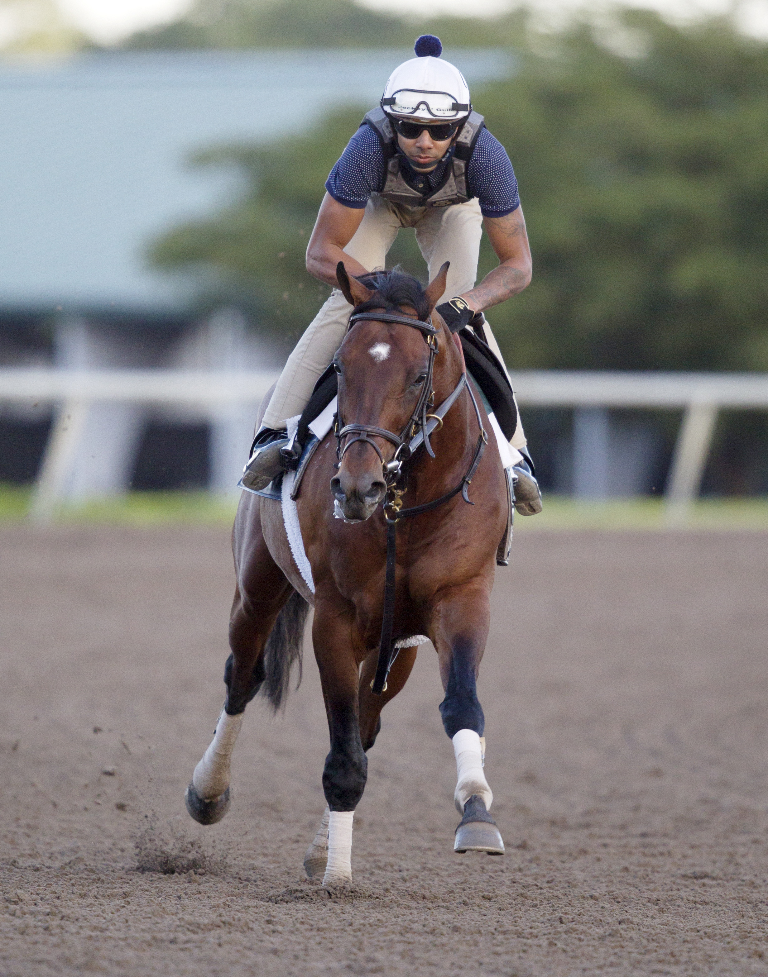 Big Blue Kitten at Palm Meadows on March 23