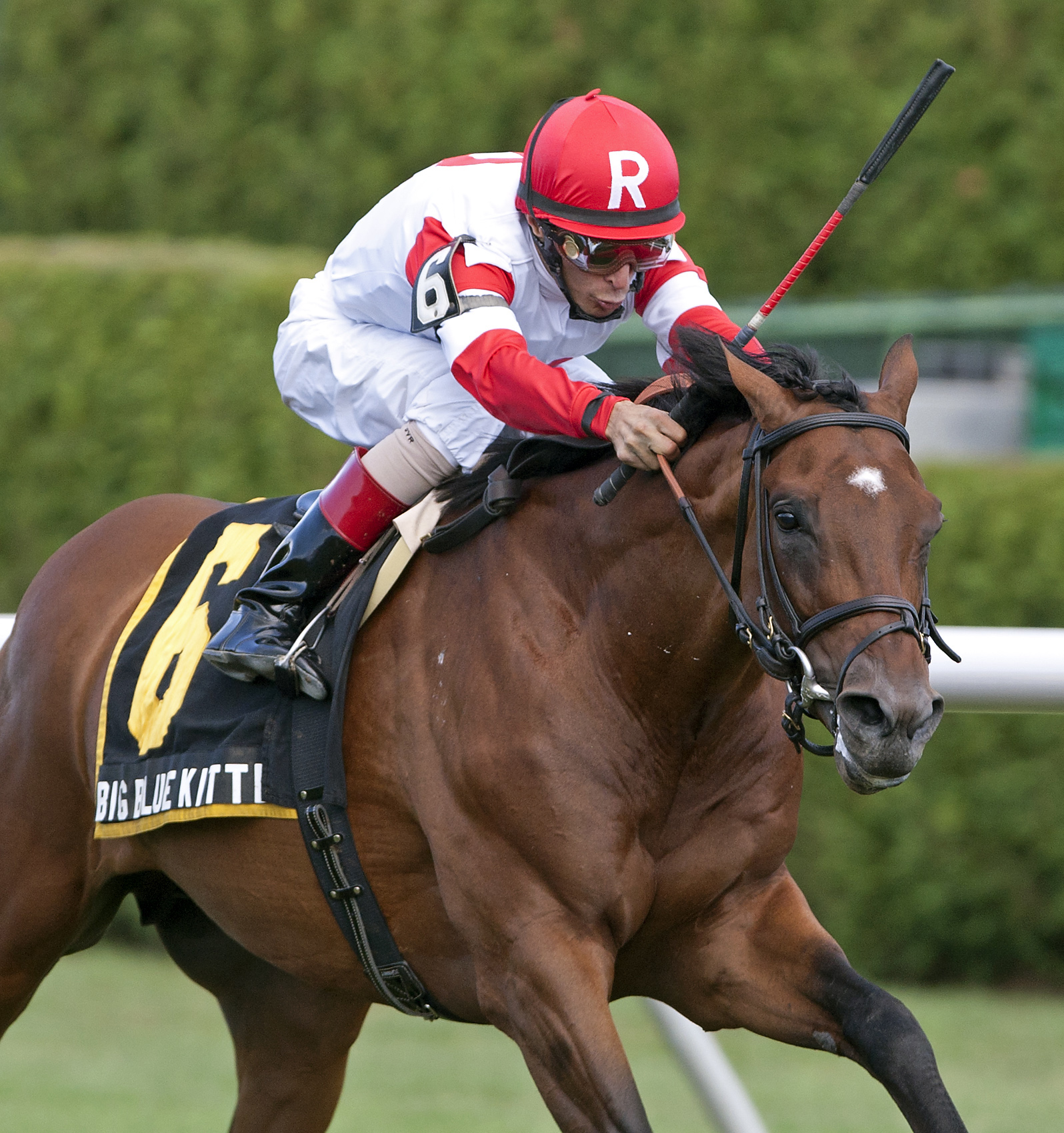 Big Blue Kitten, Hall of Fame Stakes