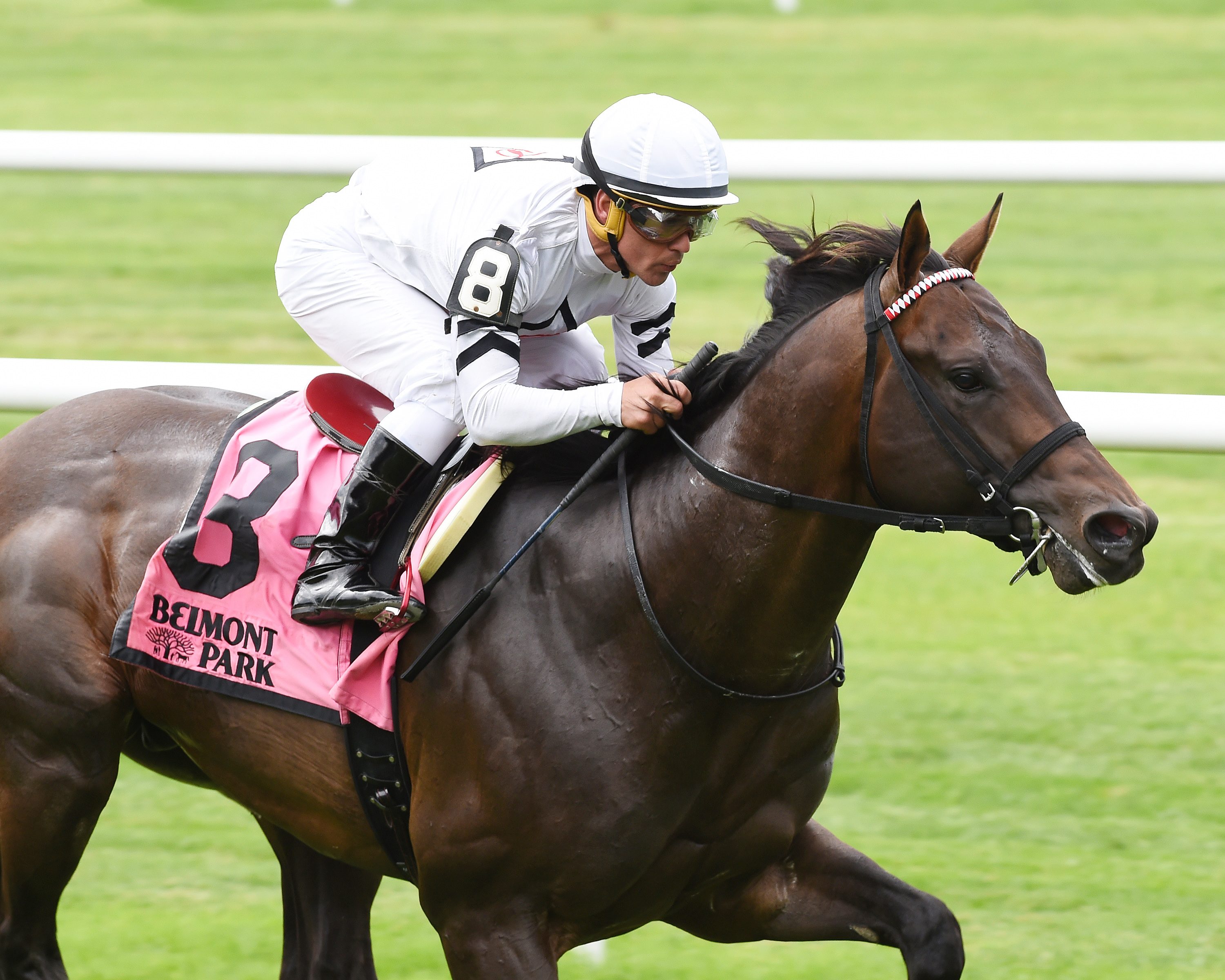 Big Handsome wins the 2017 Paradise Creek