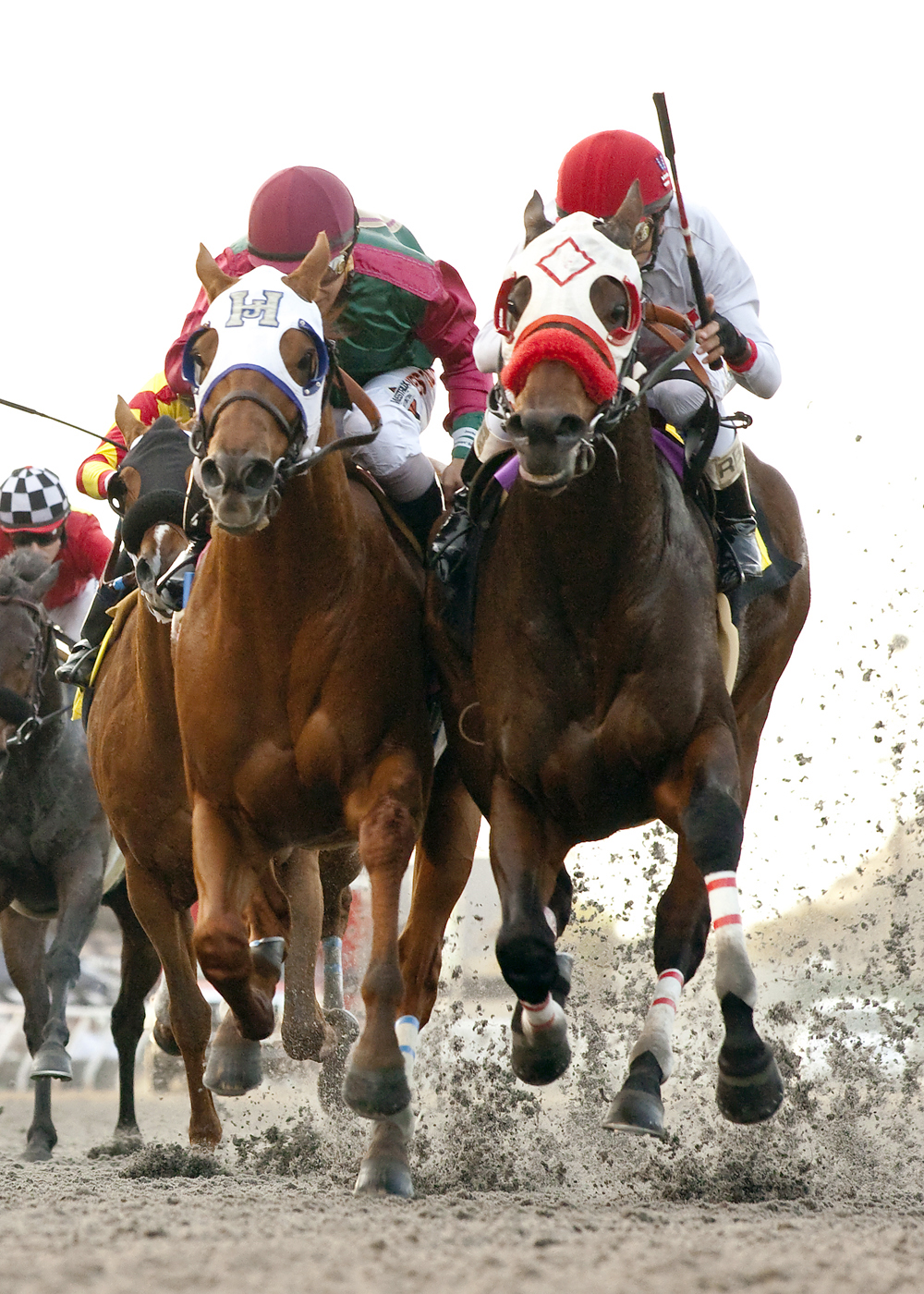 Big Macher wins the Cary Grant Stakes