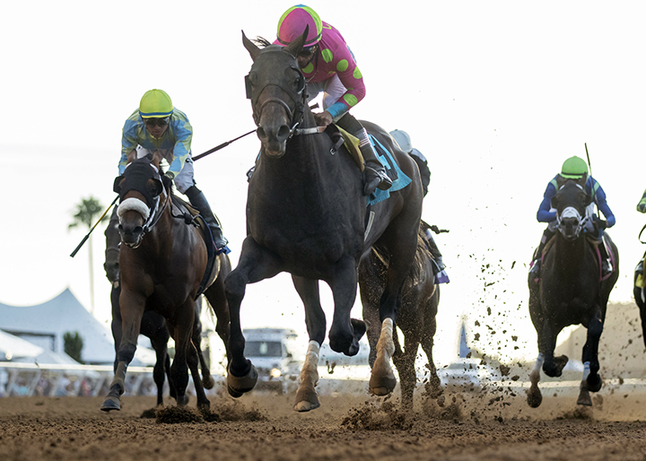 Square Deal finishes first in the 2019 Graduation Stakes at Del Mar