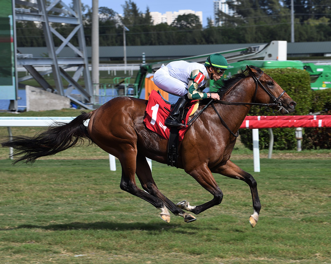 Big Invasion wins a Feb. 19 maiden race at Gulfstream Park