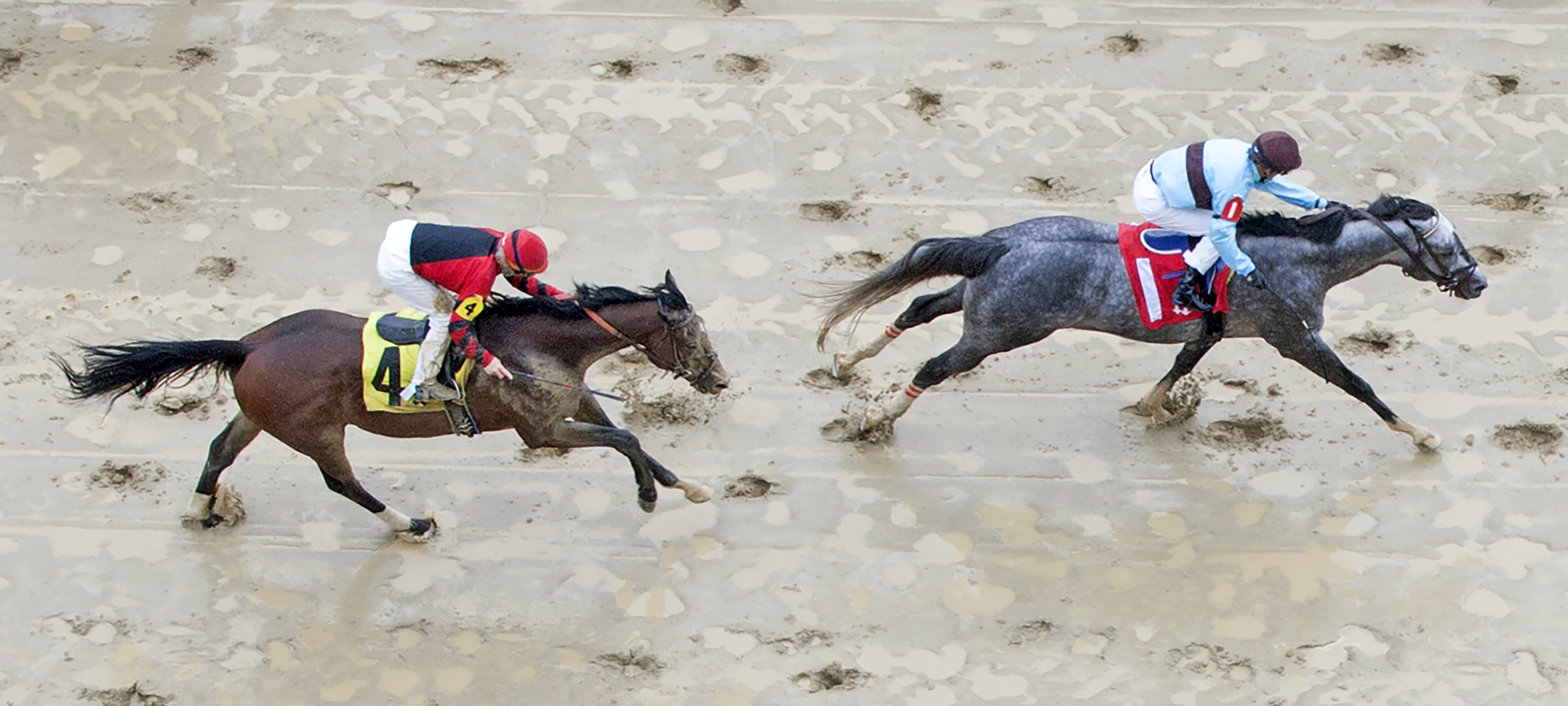 Bird Song wins the Alysheba