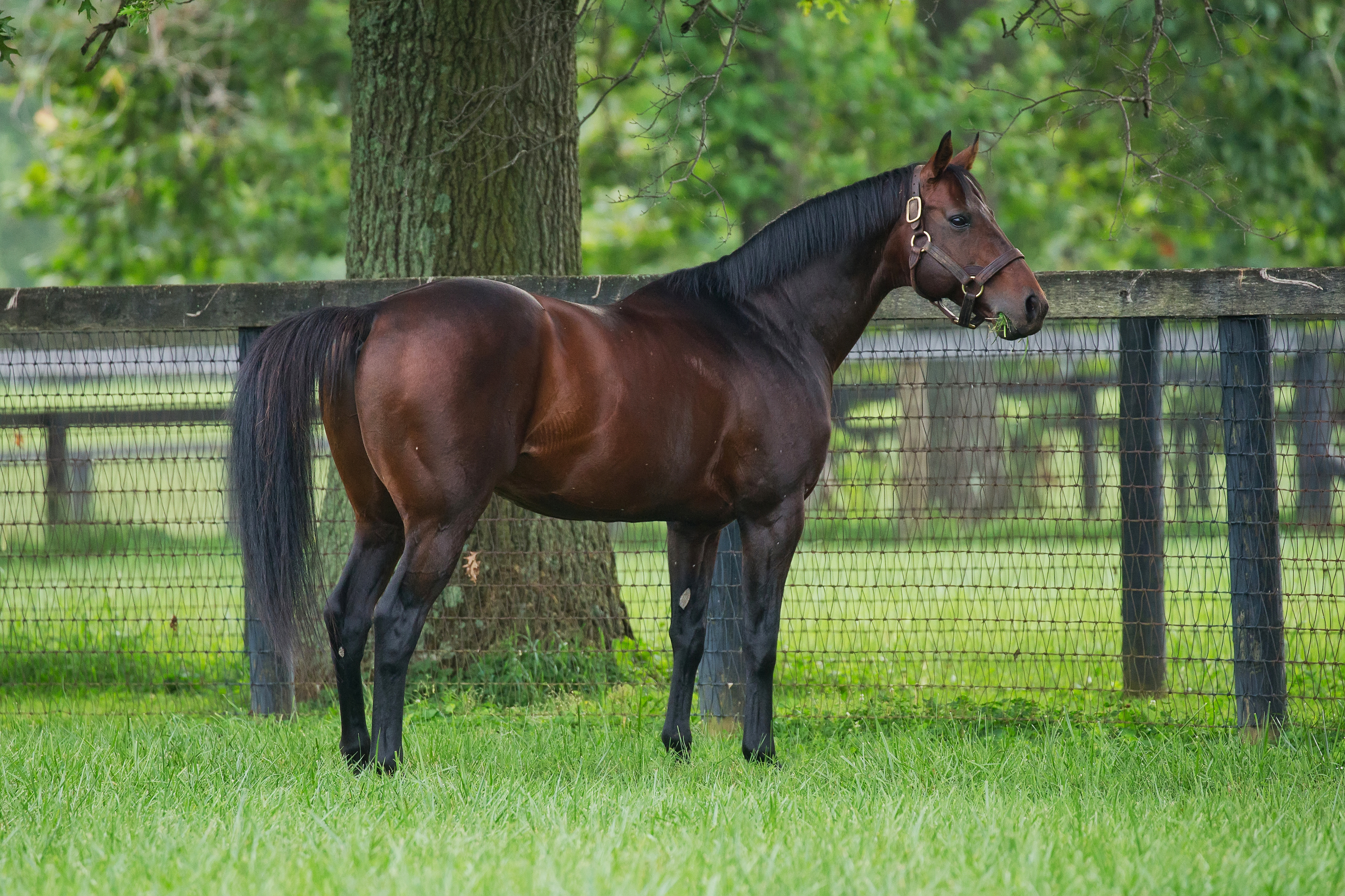 Birdstone at Gainesway Farm 2016