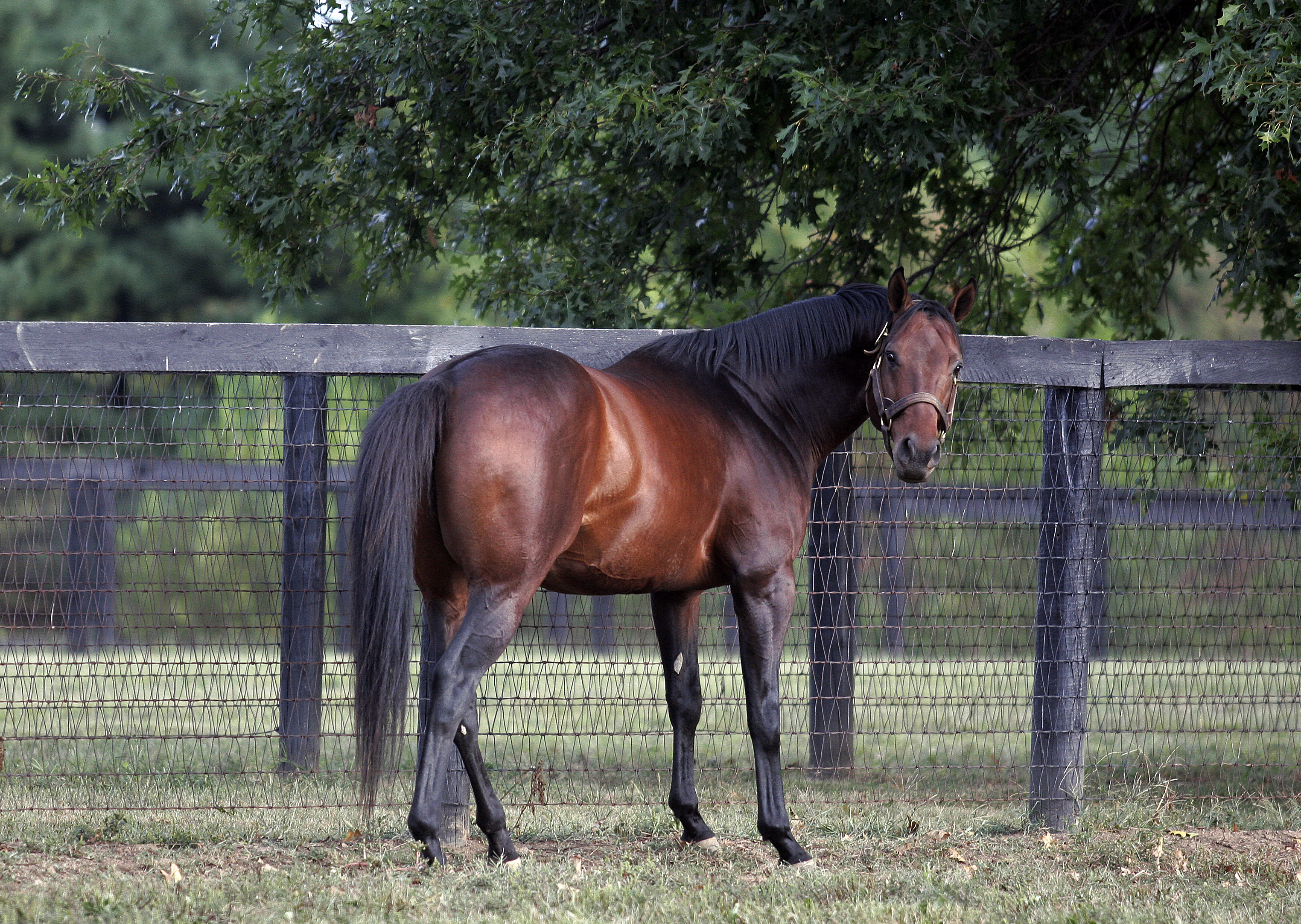 Kentucky Derby effect: Winning sires see stud fees spike